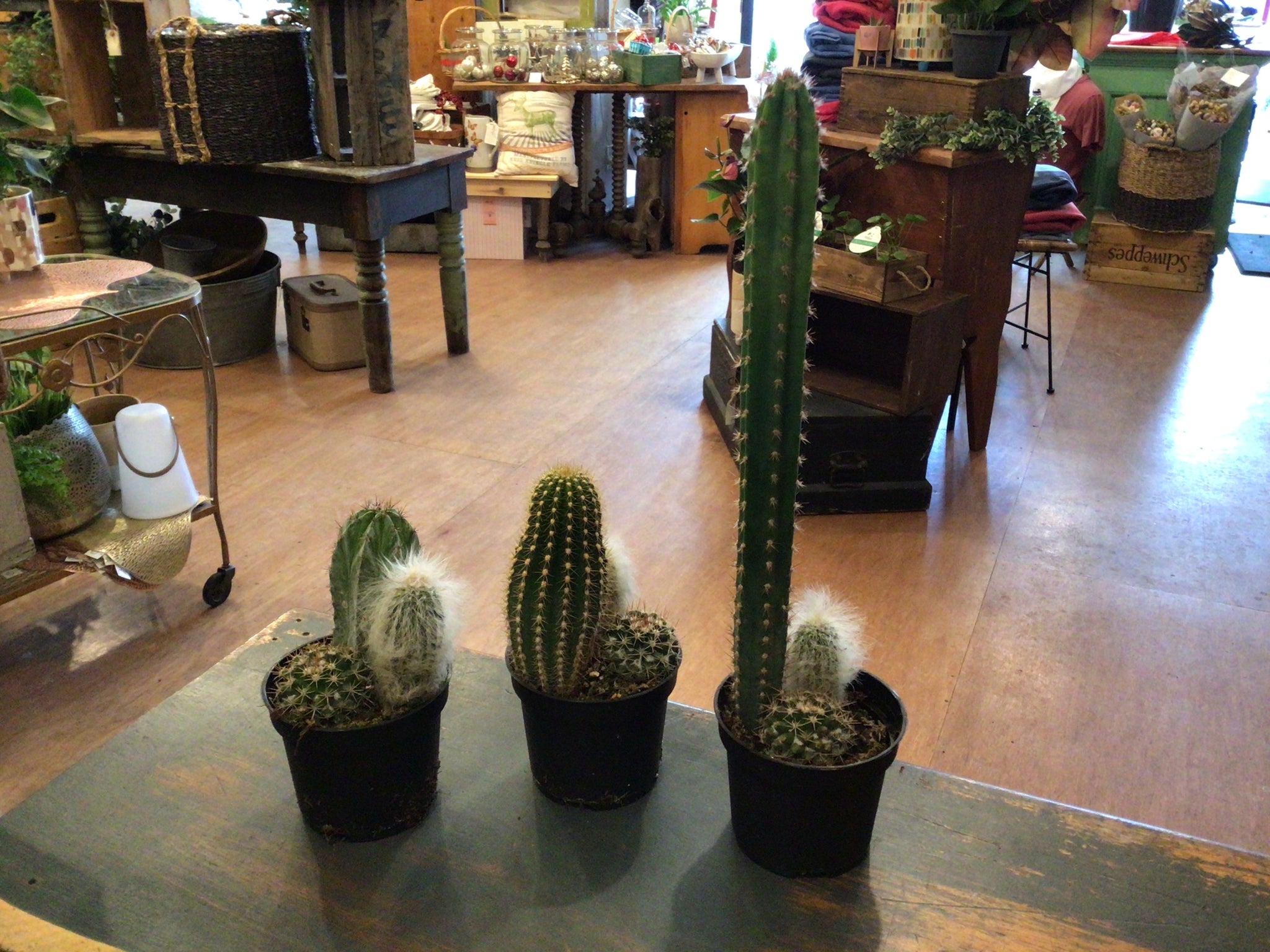 Assorted Cactus Trio