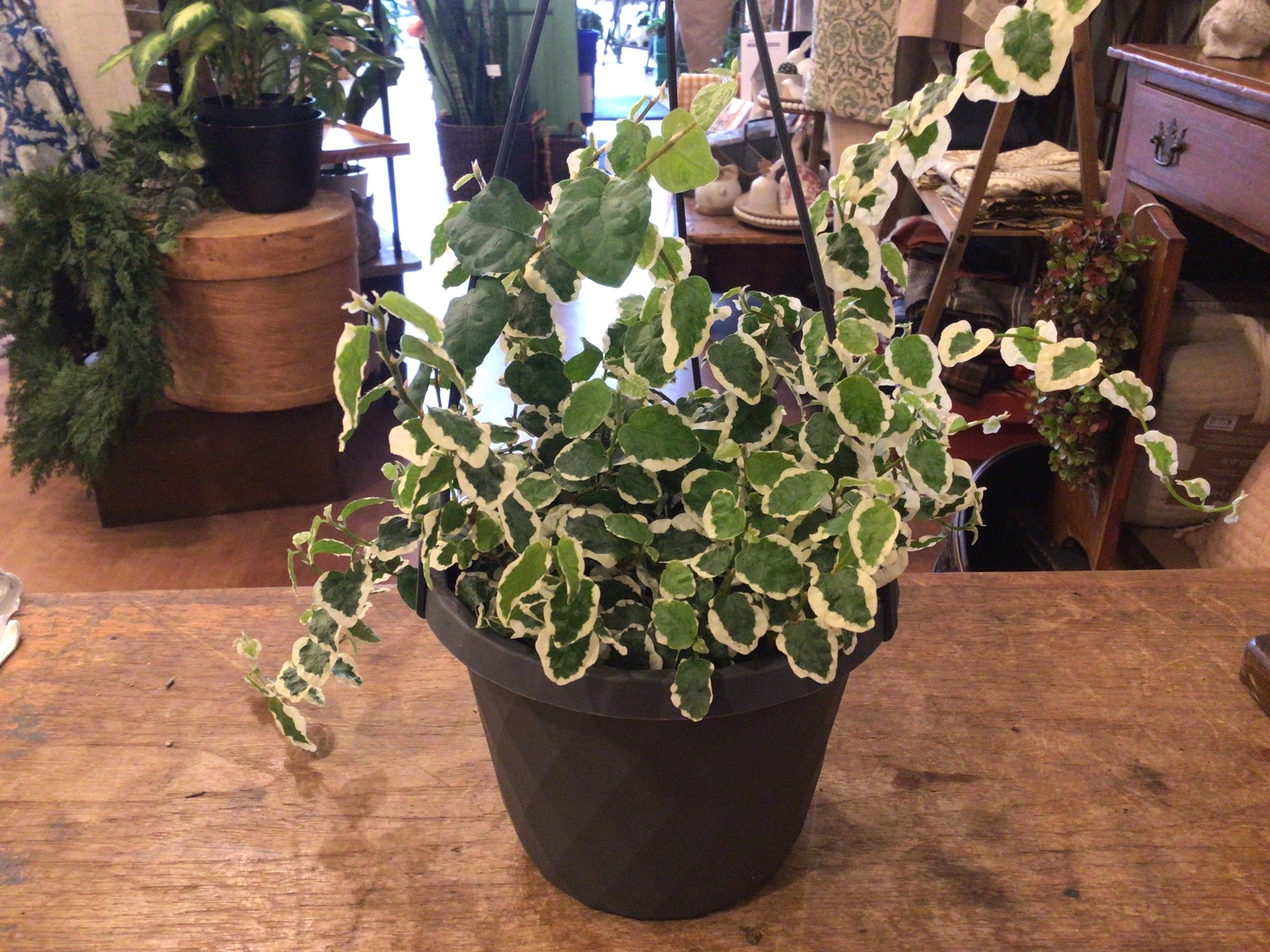 HB Ficus Repens 6’’