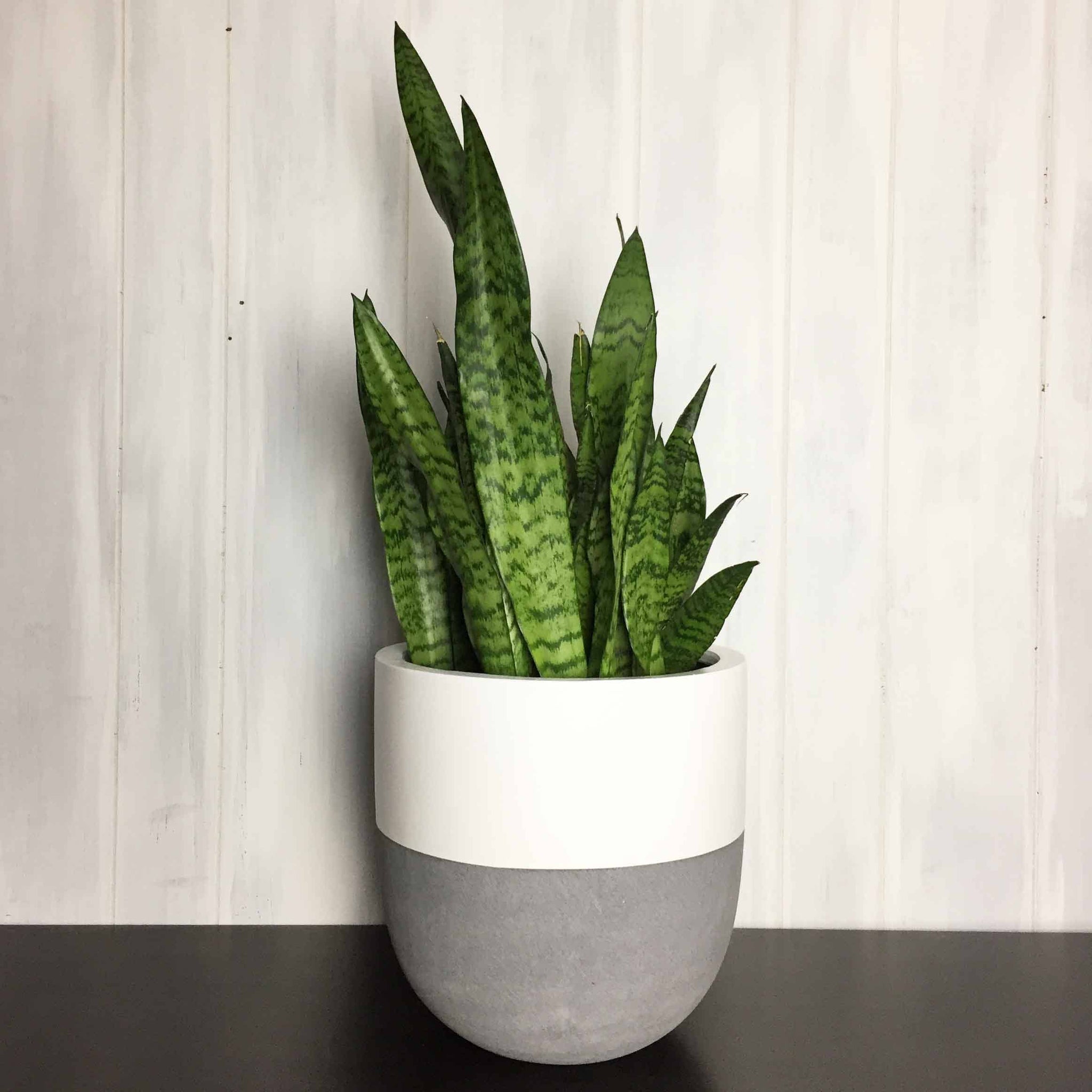 SPLIT POT | PLANTER
