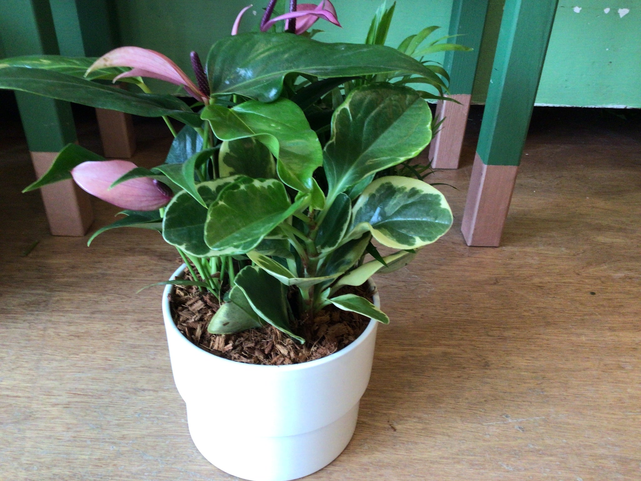 Mini Anthurium Planter