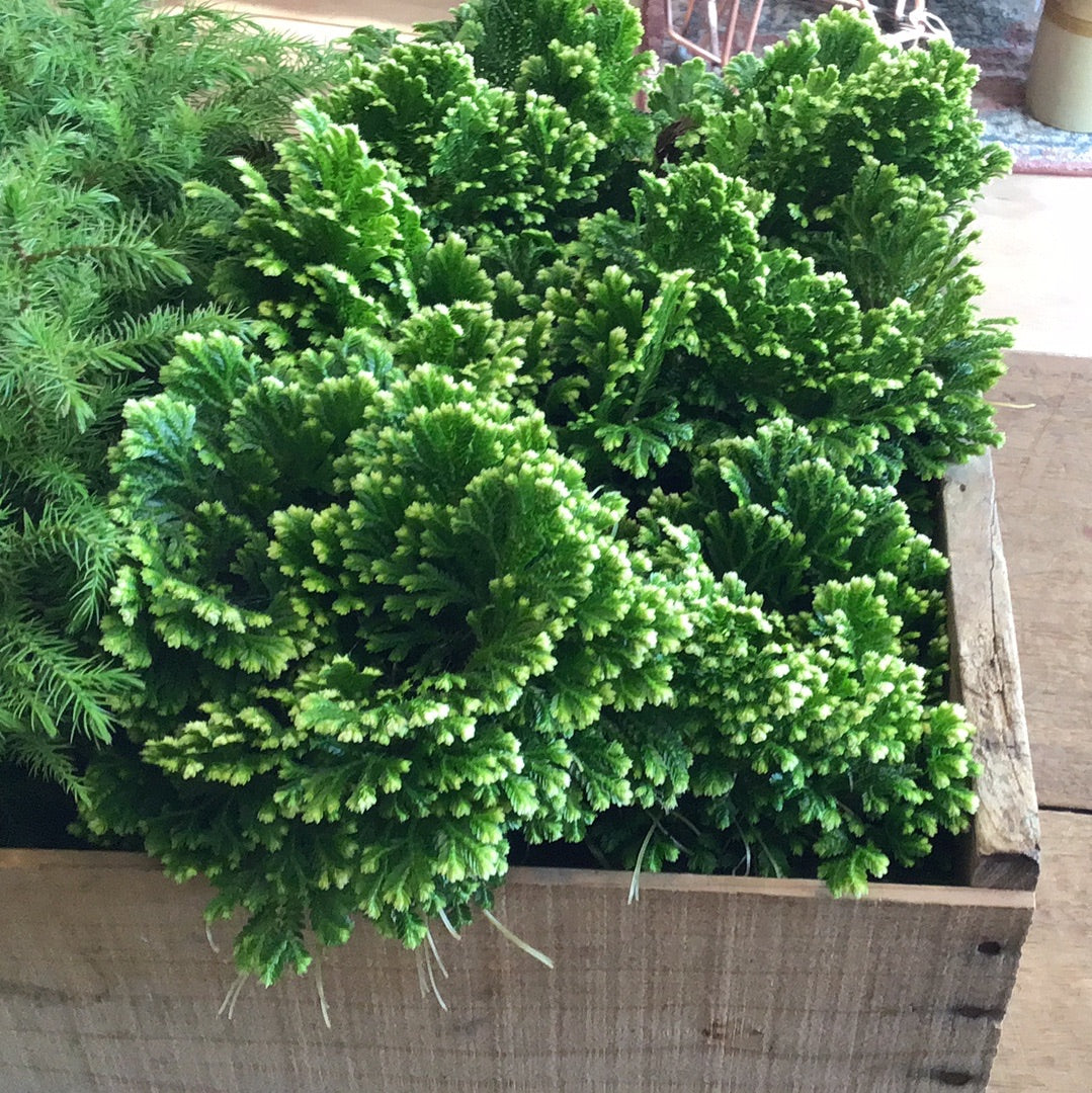 4” Frosty Fern
