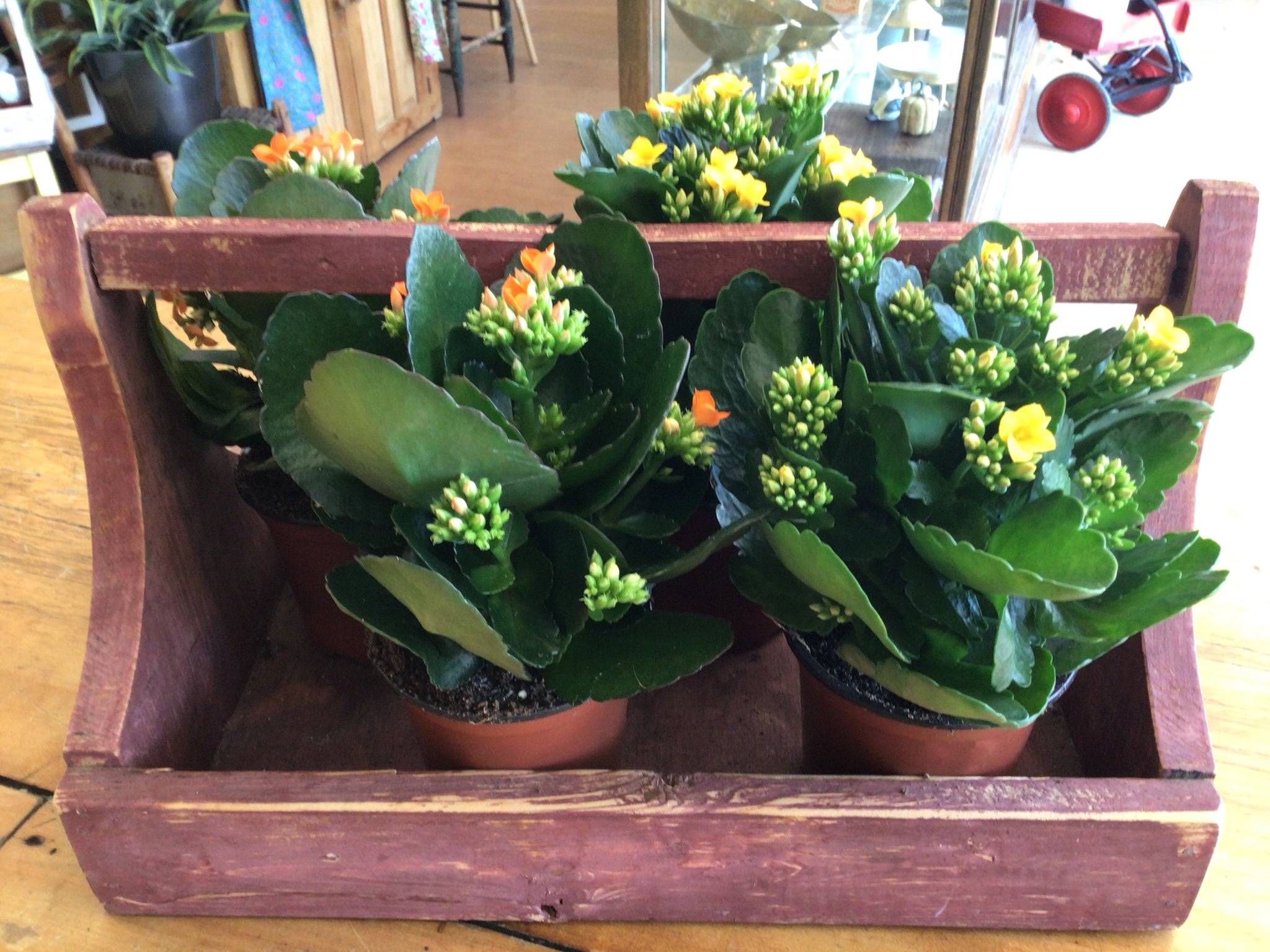 Kalanchoe (4” planters pot)