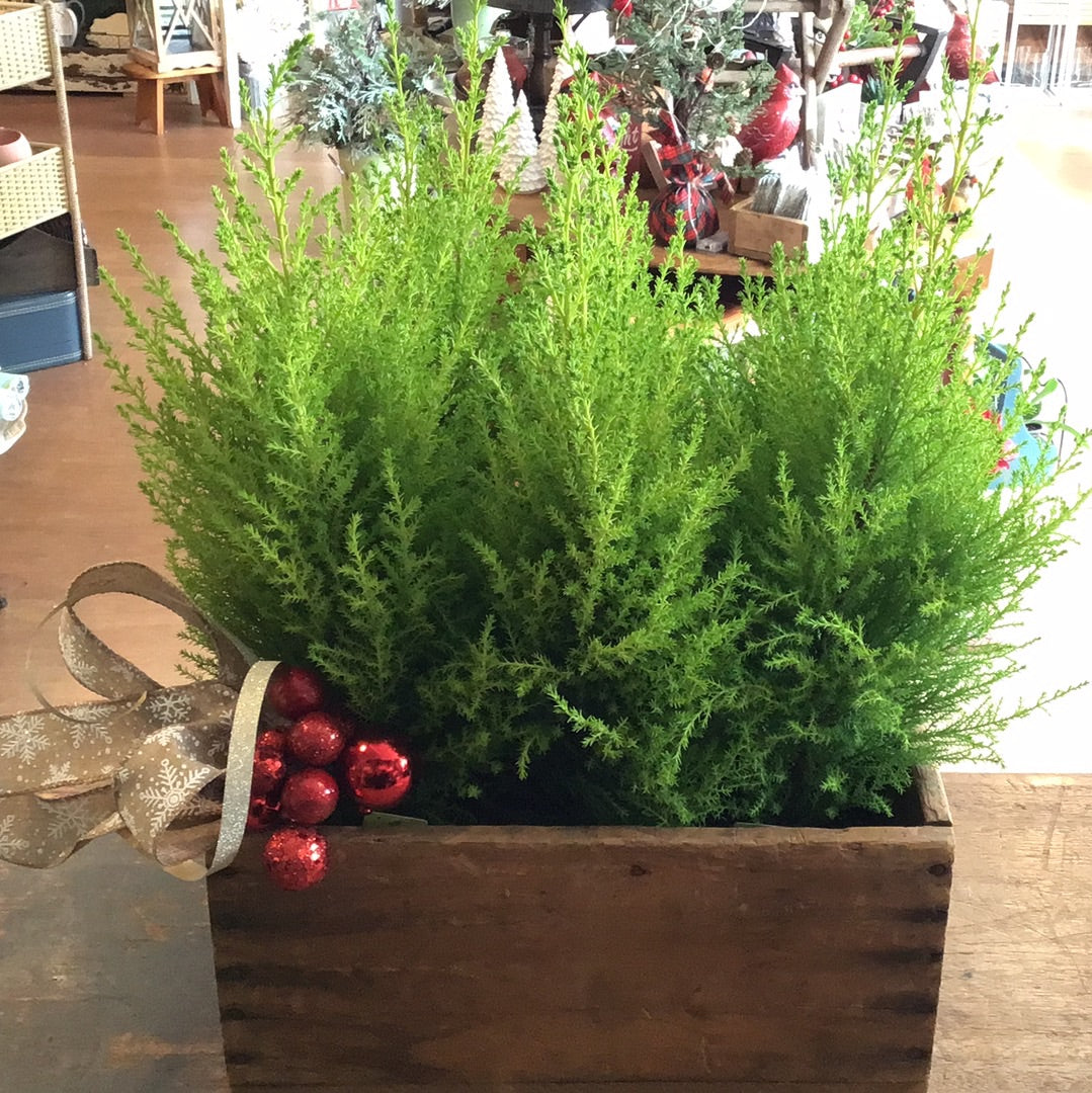 Lemon Cypress - 4"