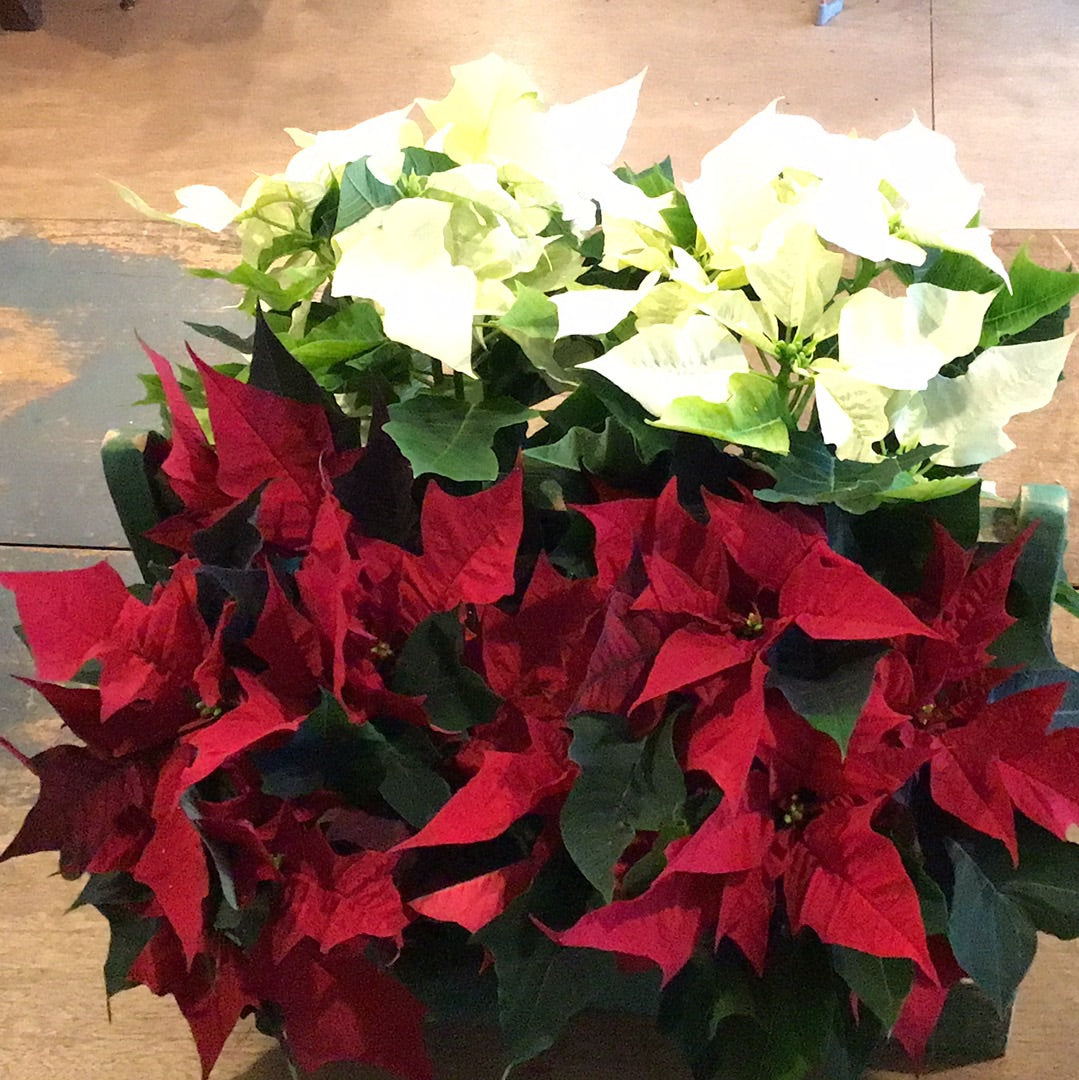 4” Poinsettia