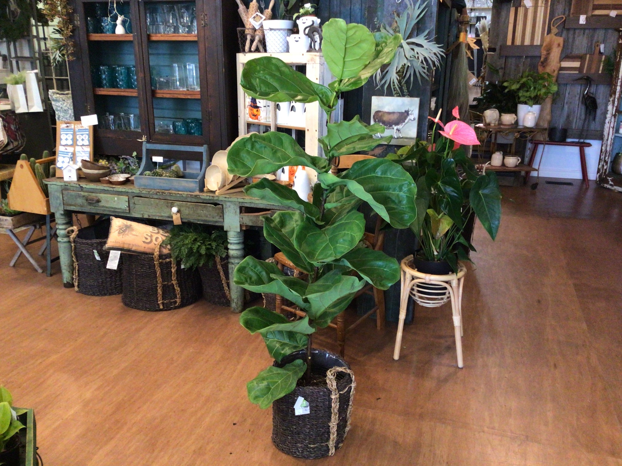 Ficus Lyrata - Large