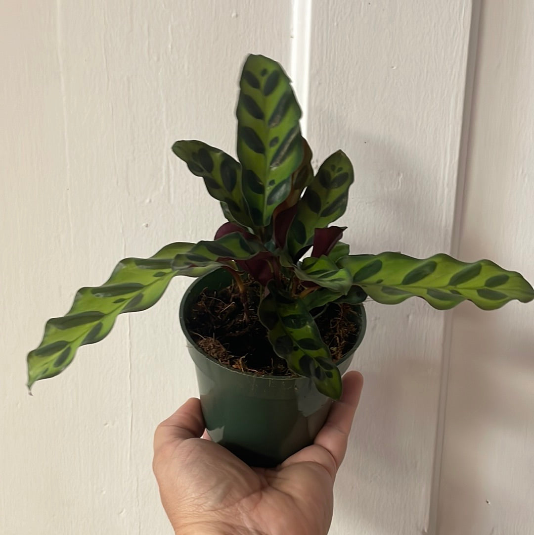 Calathea Rattlesnake