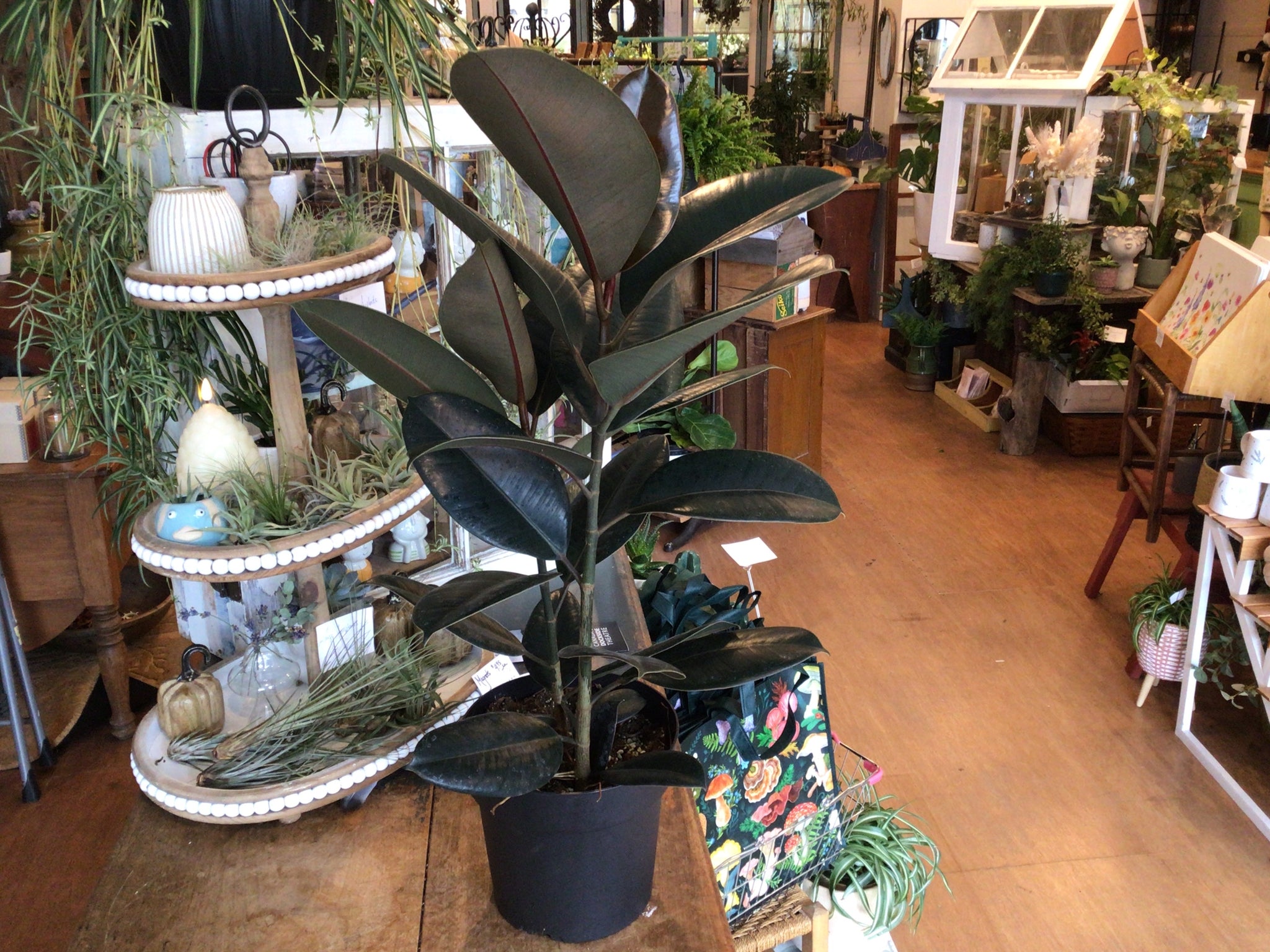Ficus plant 8’’