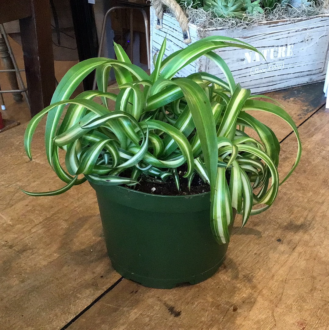 Curly Spider Plant