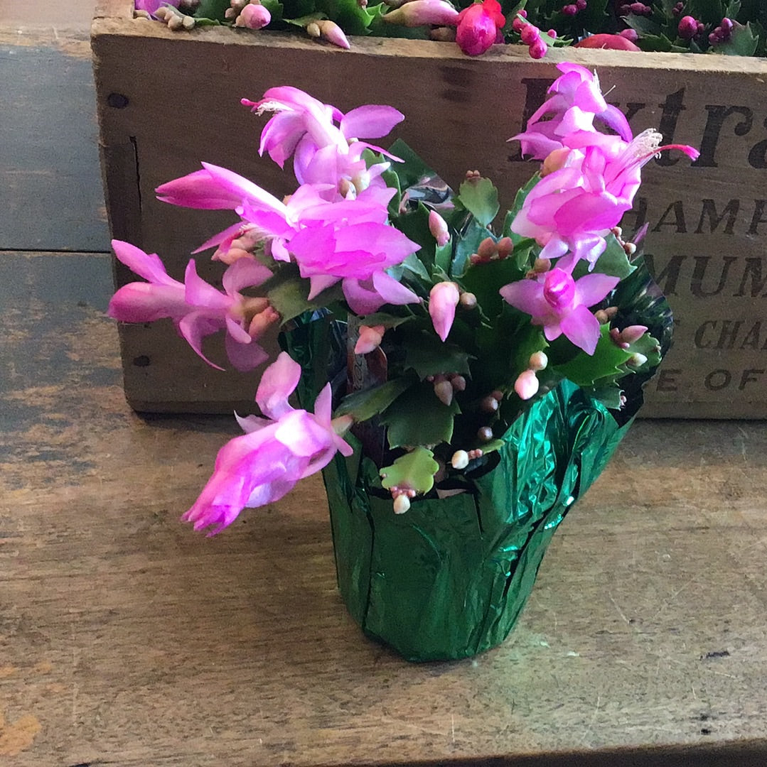 Christmas Cactus Plant