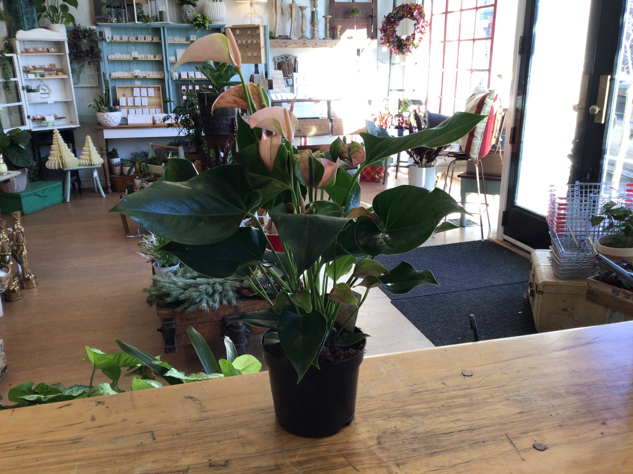 Anthurium 6’’ plant