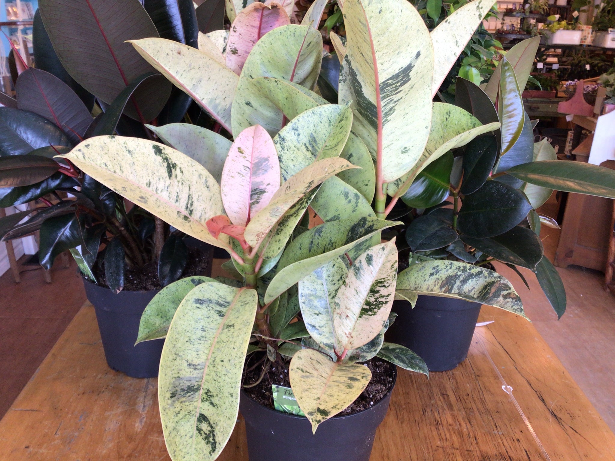 Rubber Ficus