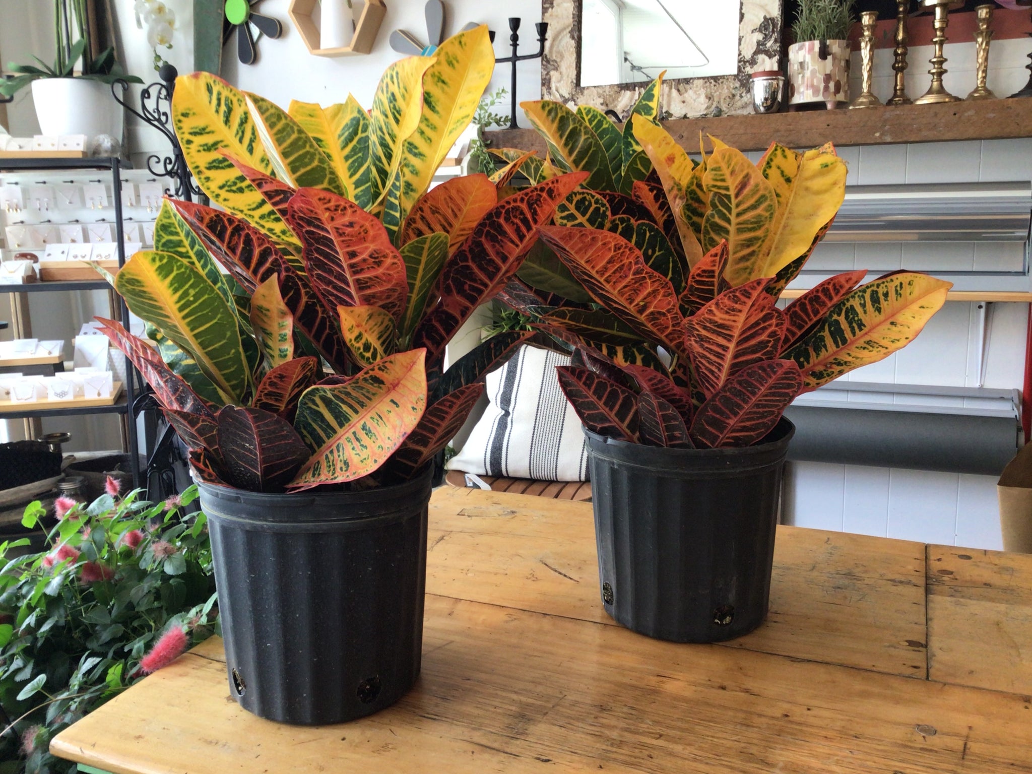 10’’ Croton Petra