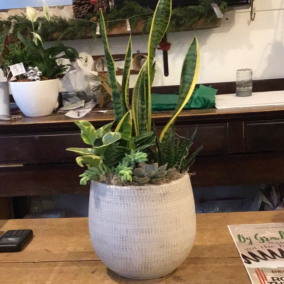 Katy Girl Succulent Planter