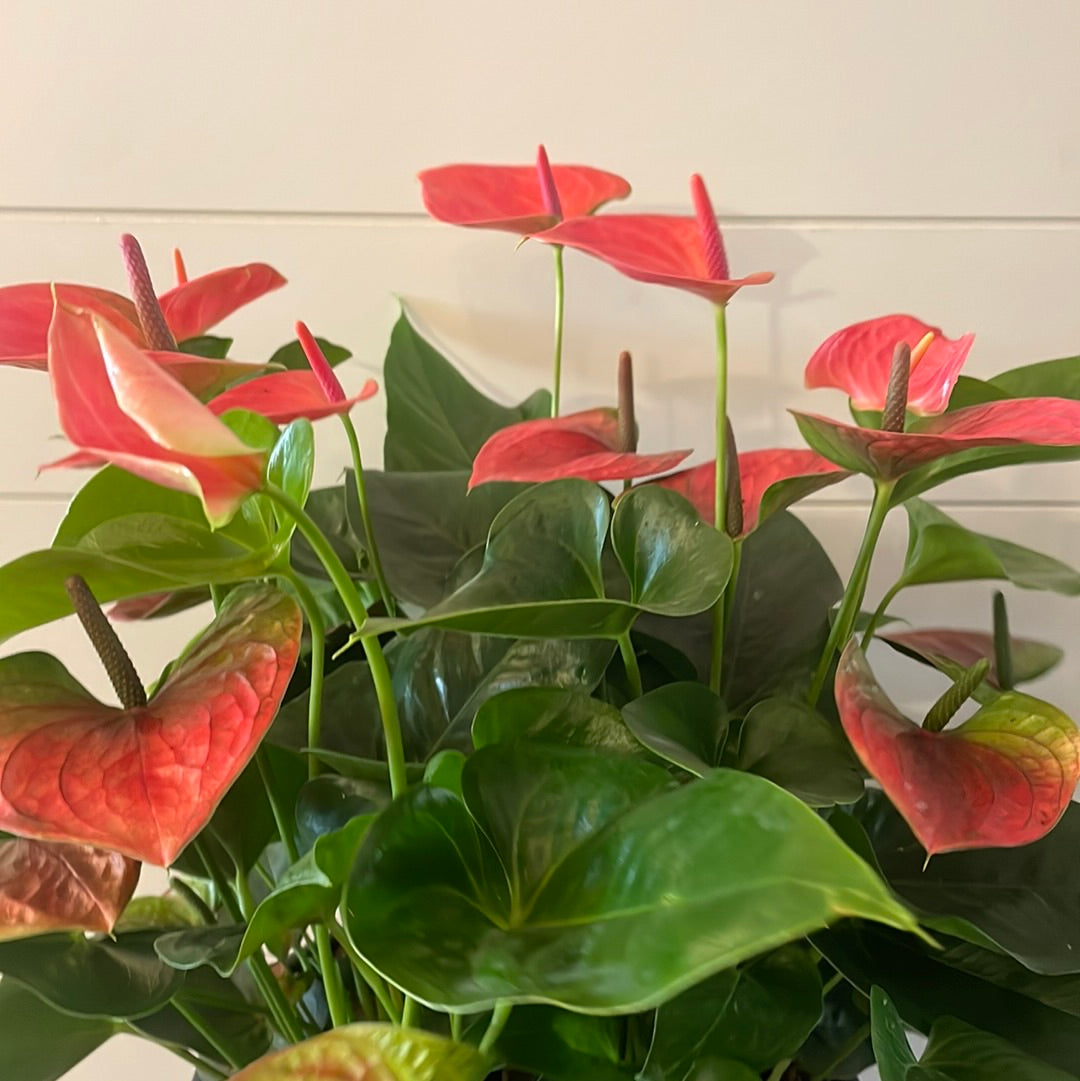 Anthurium 10” Plant