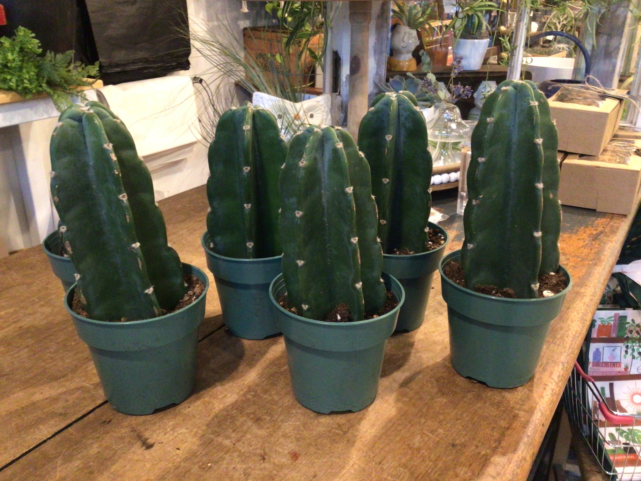 Cuddly Cactus 4’’