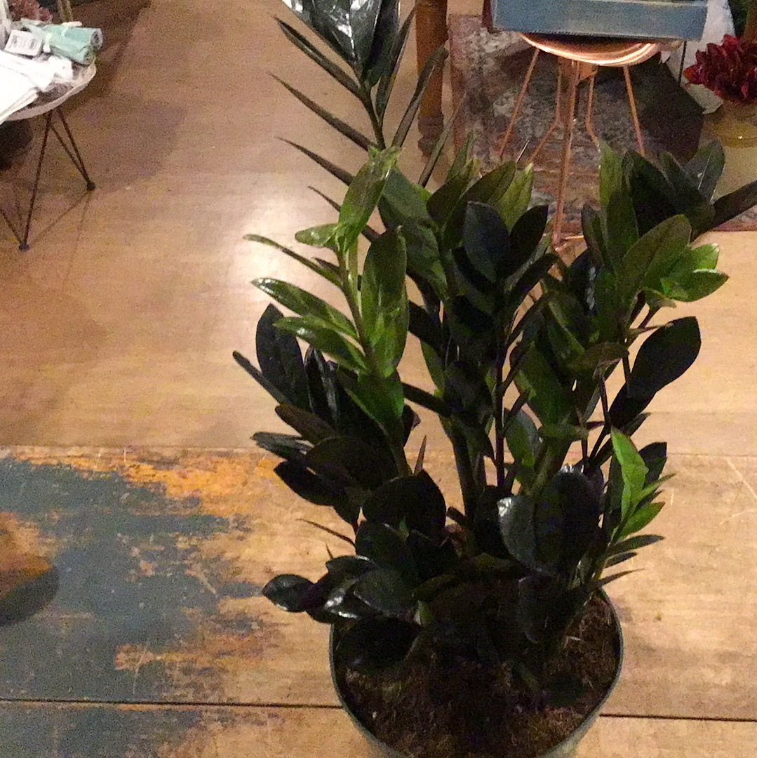 Black Raven ZZ Plant - 6"