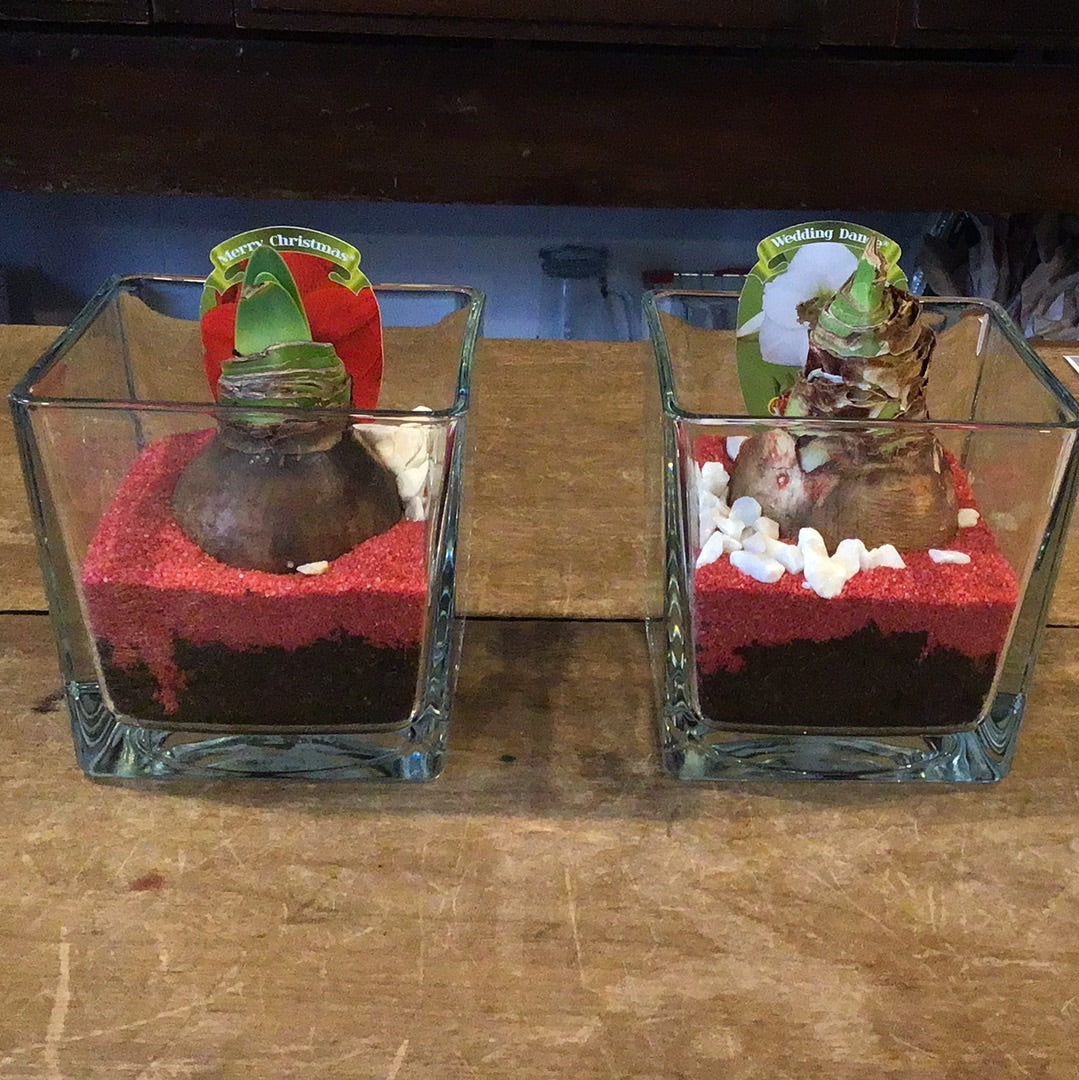 Amaryllis Bulb