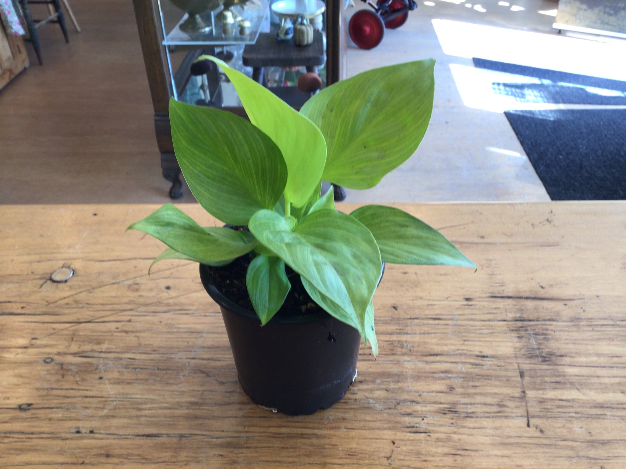 4’’ Homalomena Golden