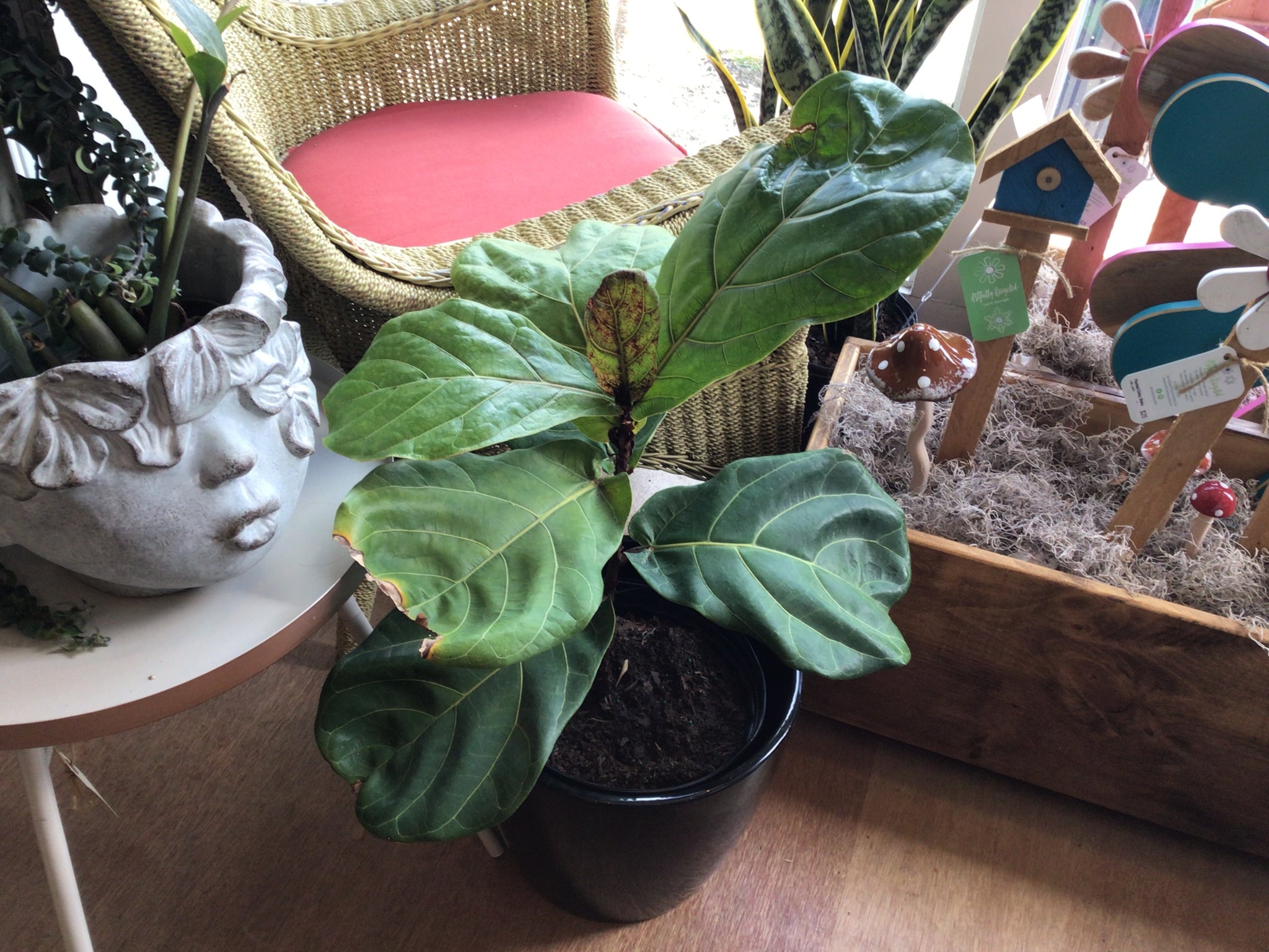 Fiddle Leaf Fig - Bush (special)
