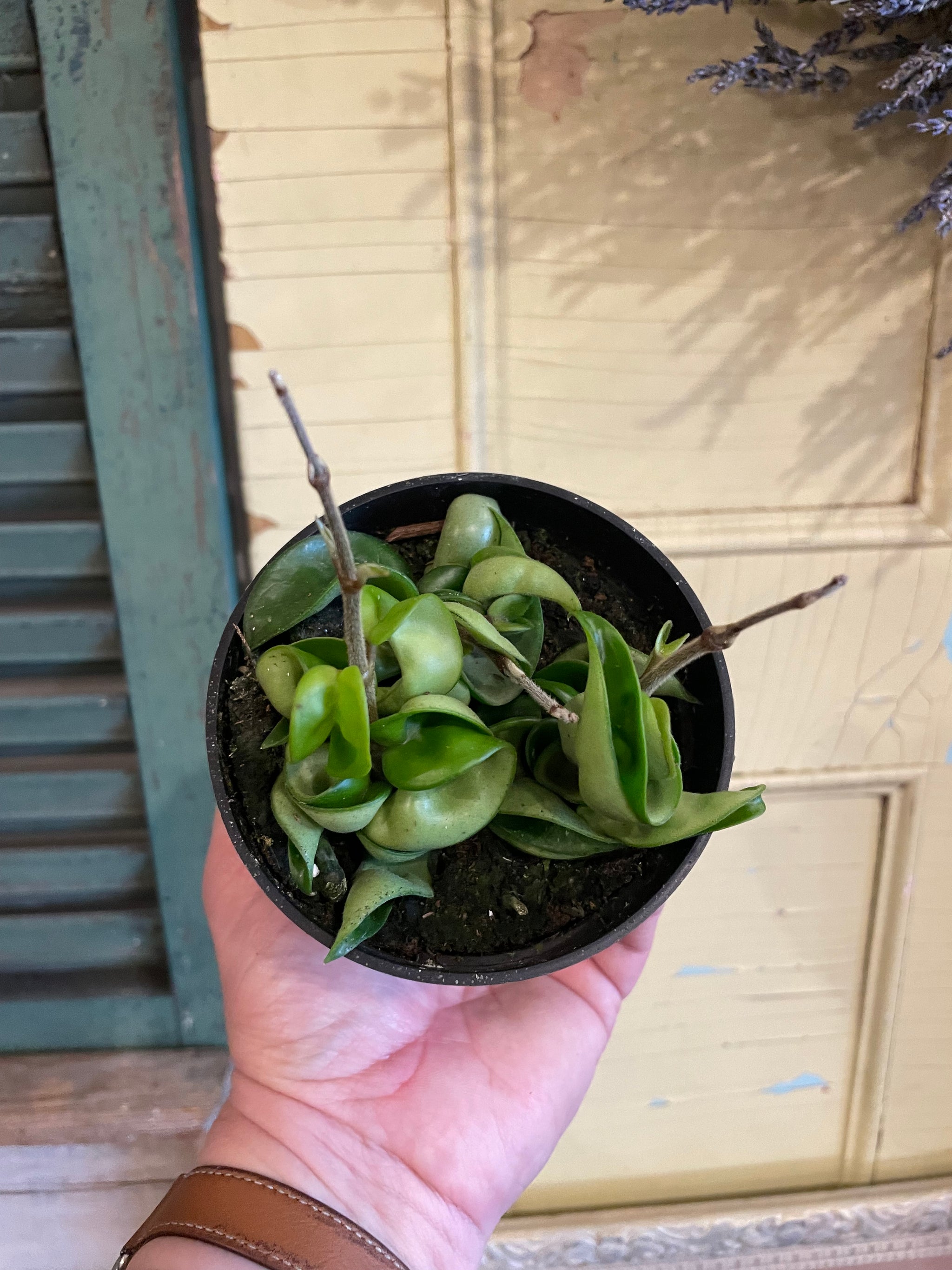 Hoya