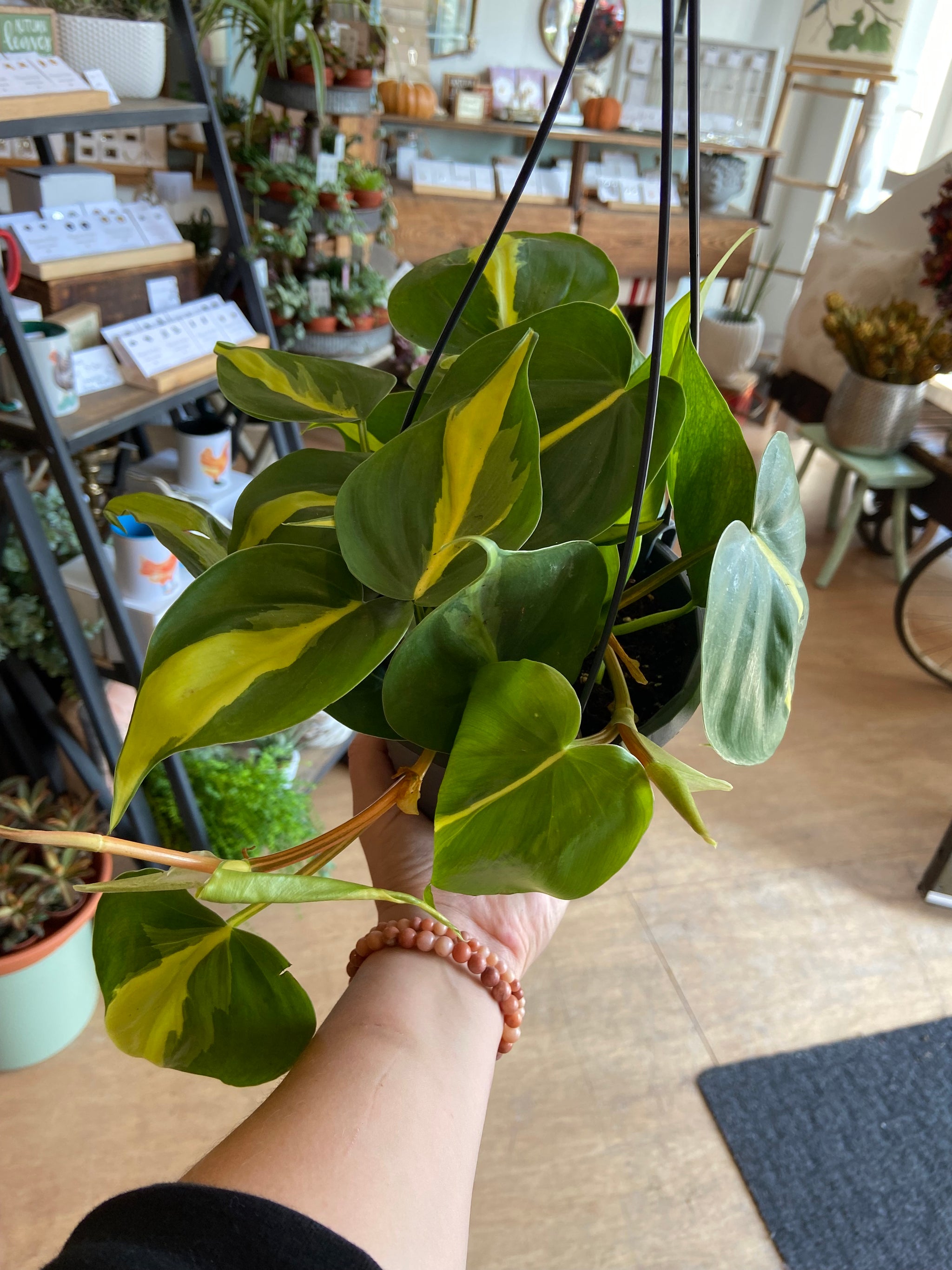 Philodendron HB 6’’