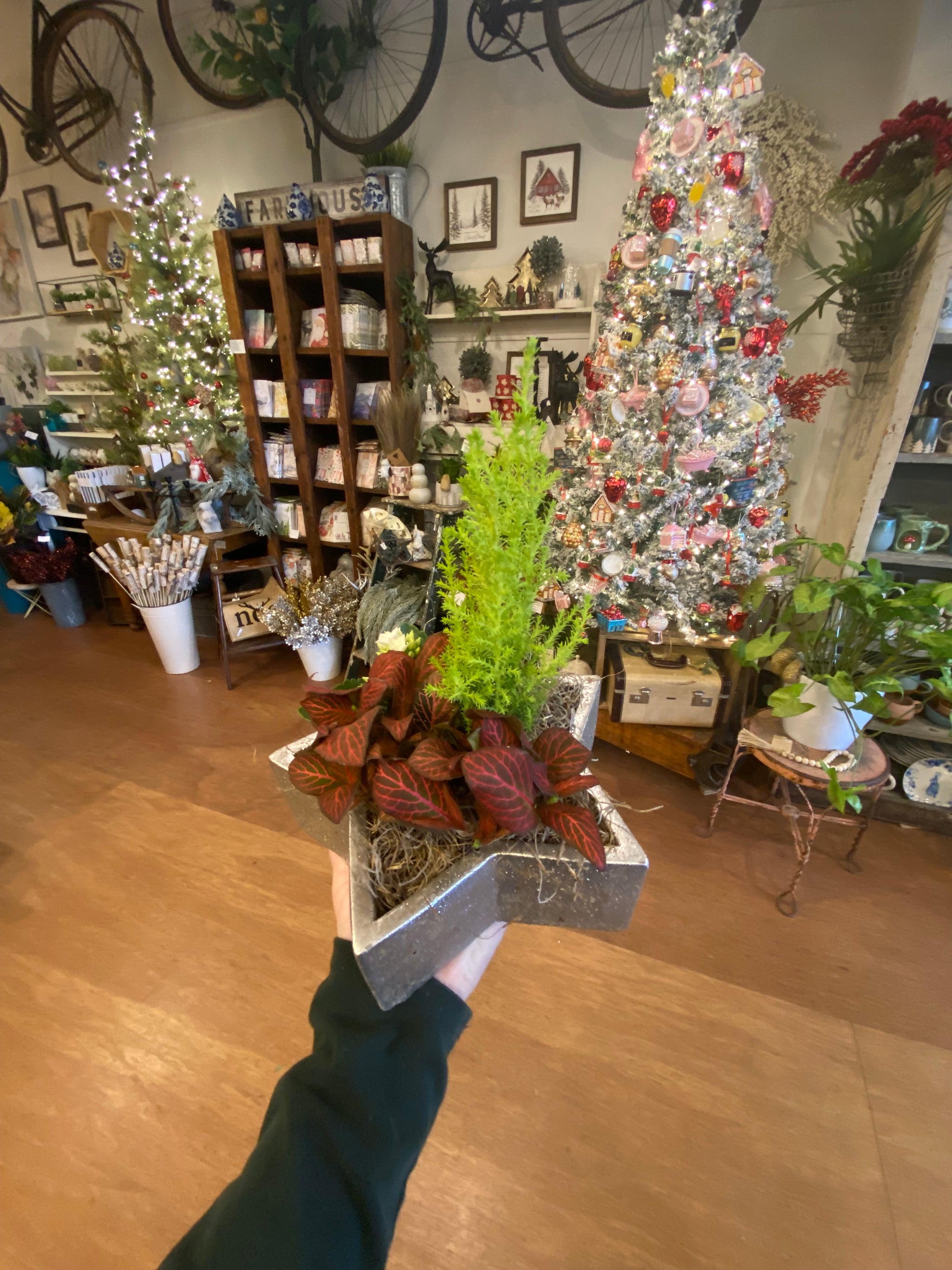 Winter Star tropical Planter