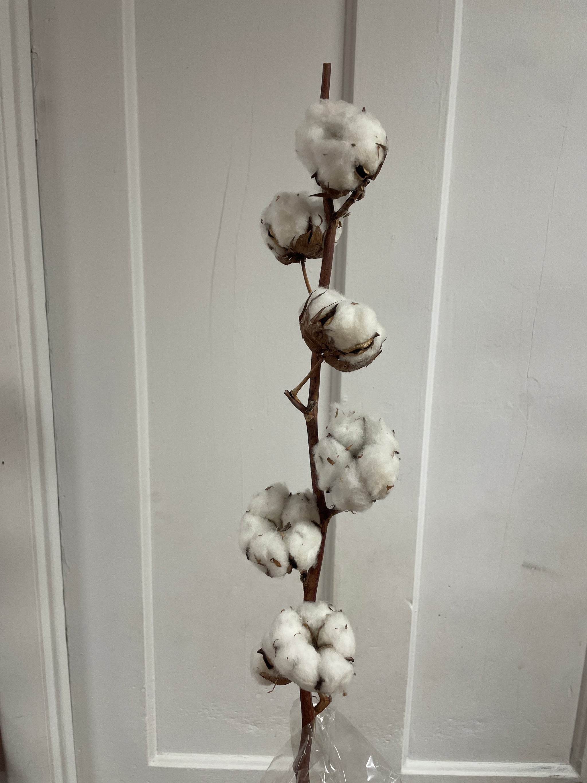 Cotton Stem