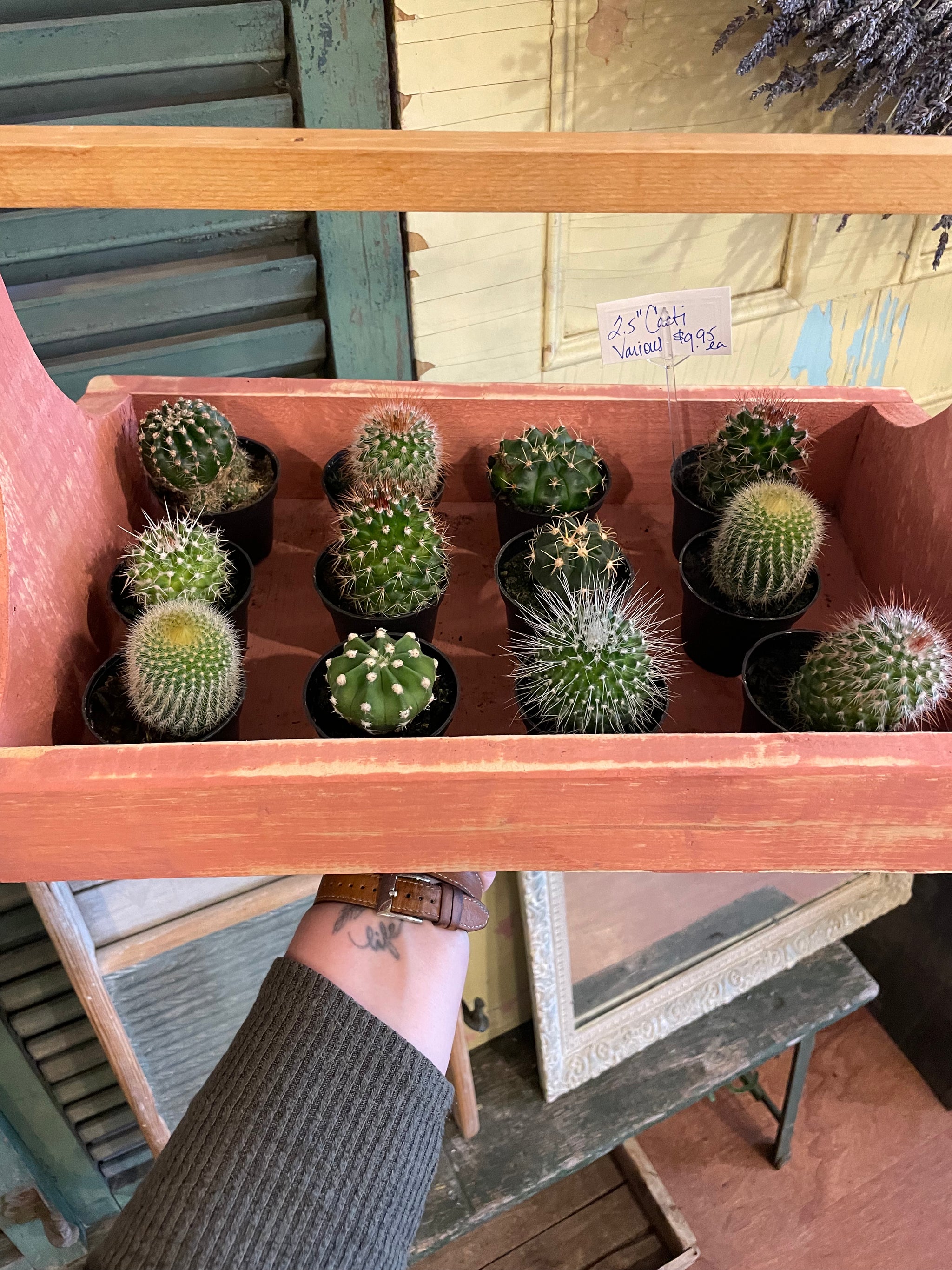 Cacti