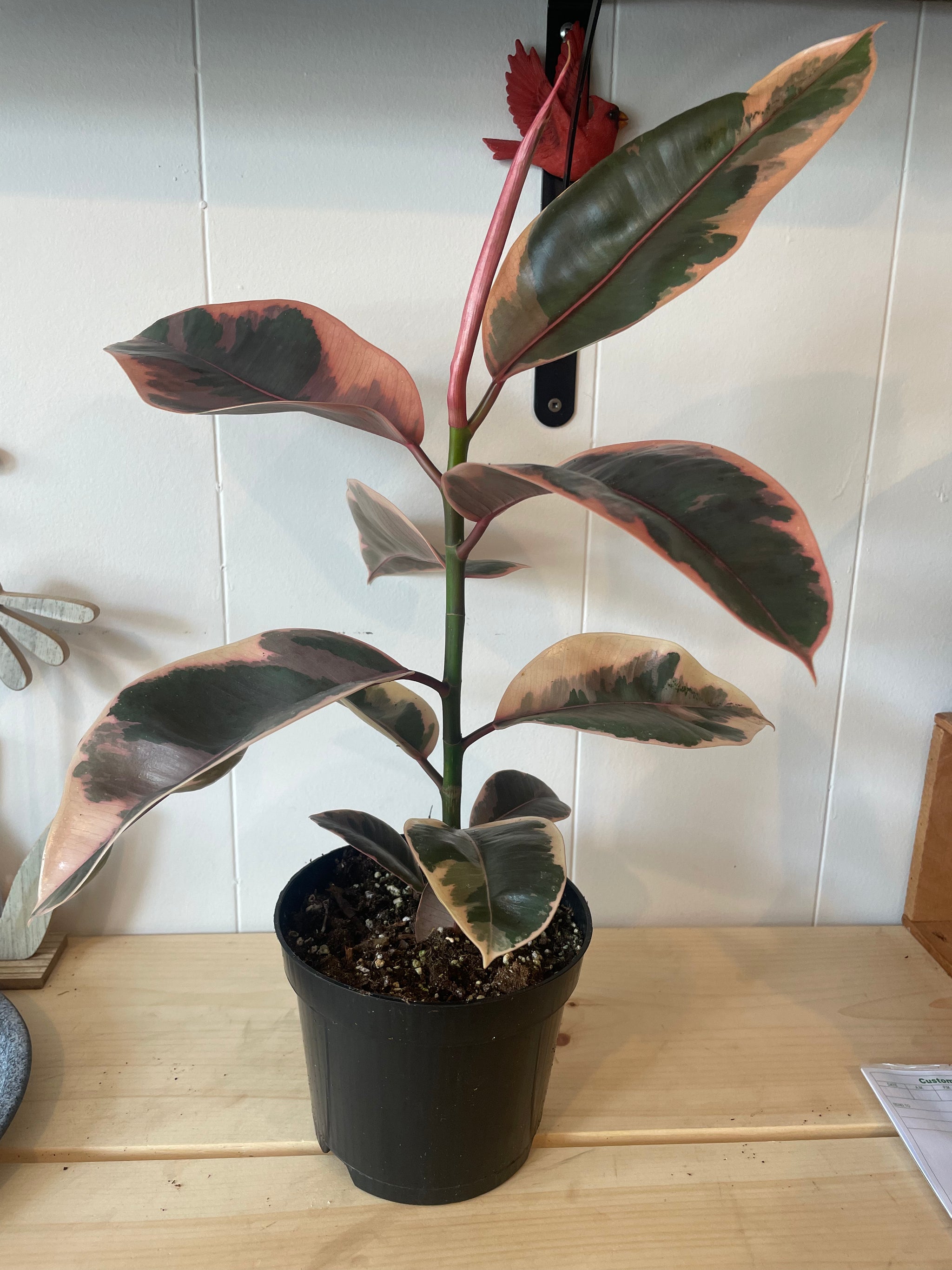 Ficus Plant 6’’