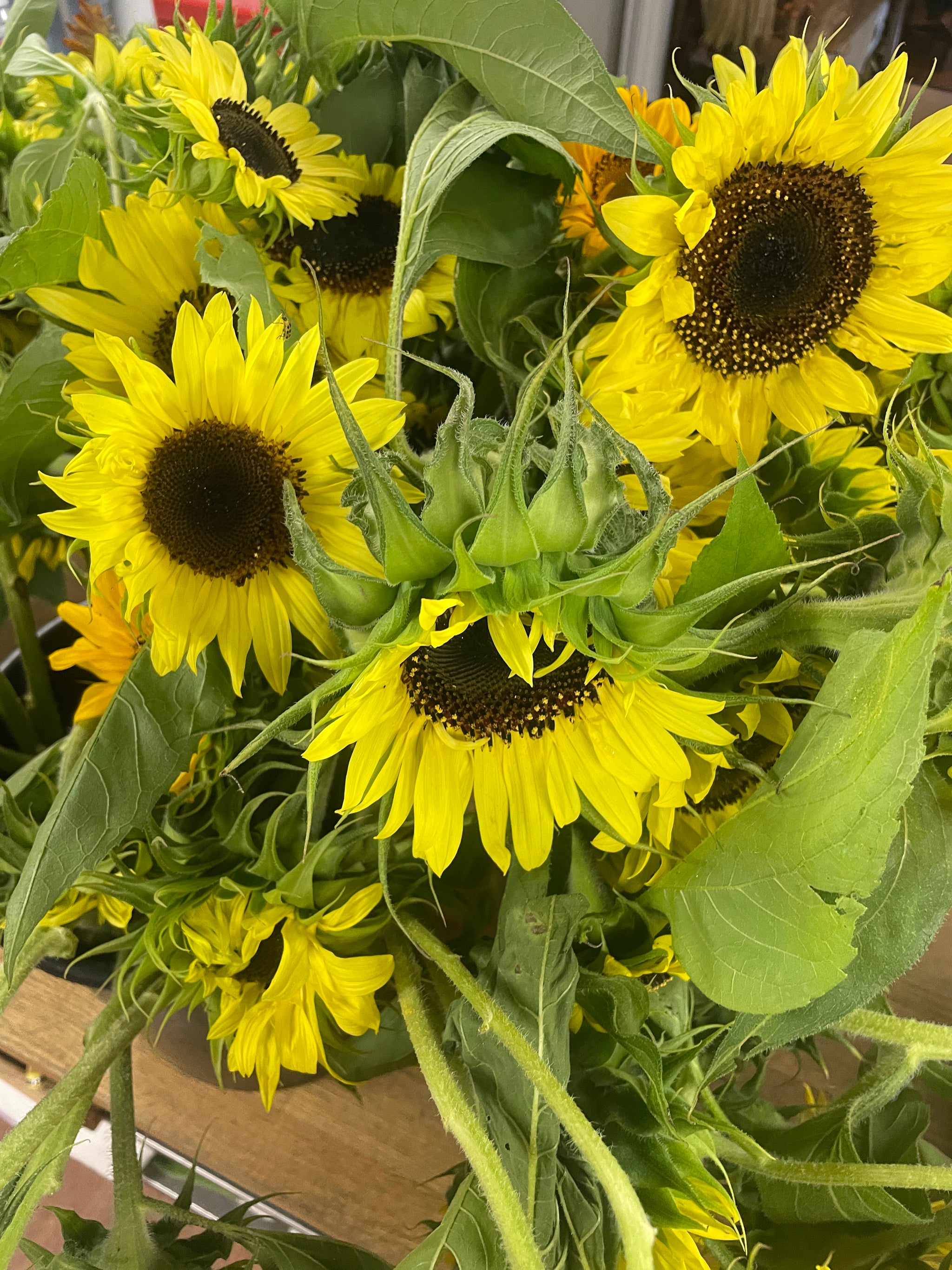 Burnt Hills Farm Sunflower Special