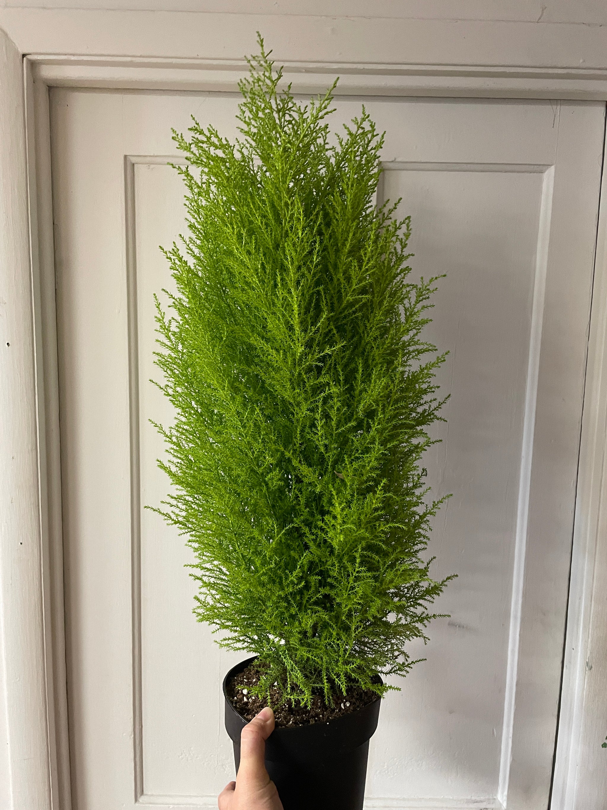 Lemon Cypress - 6’’