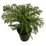 Norfolk Pine
