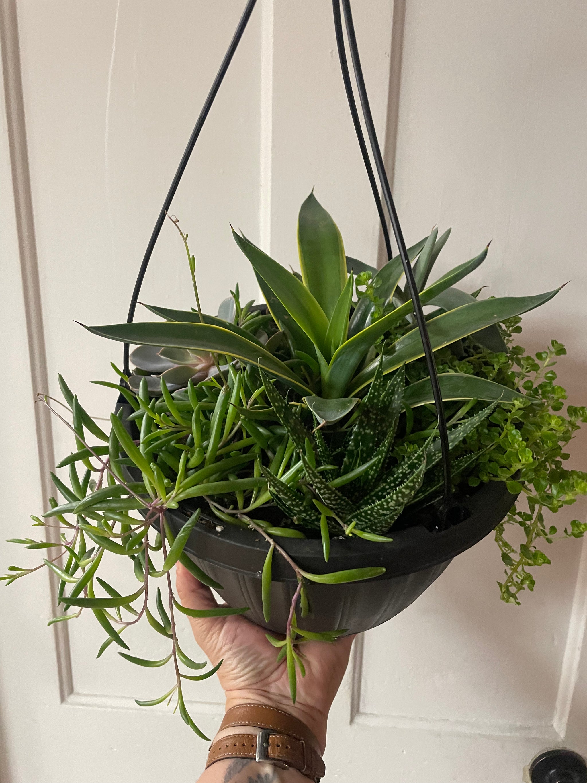 Succulent Hanging Basket