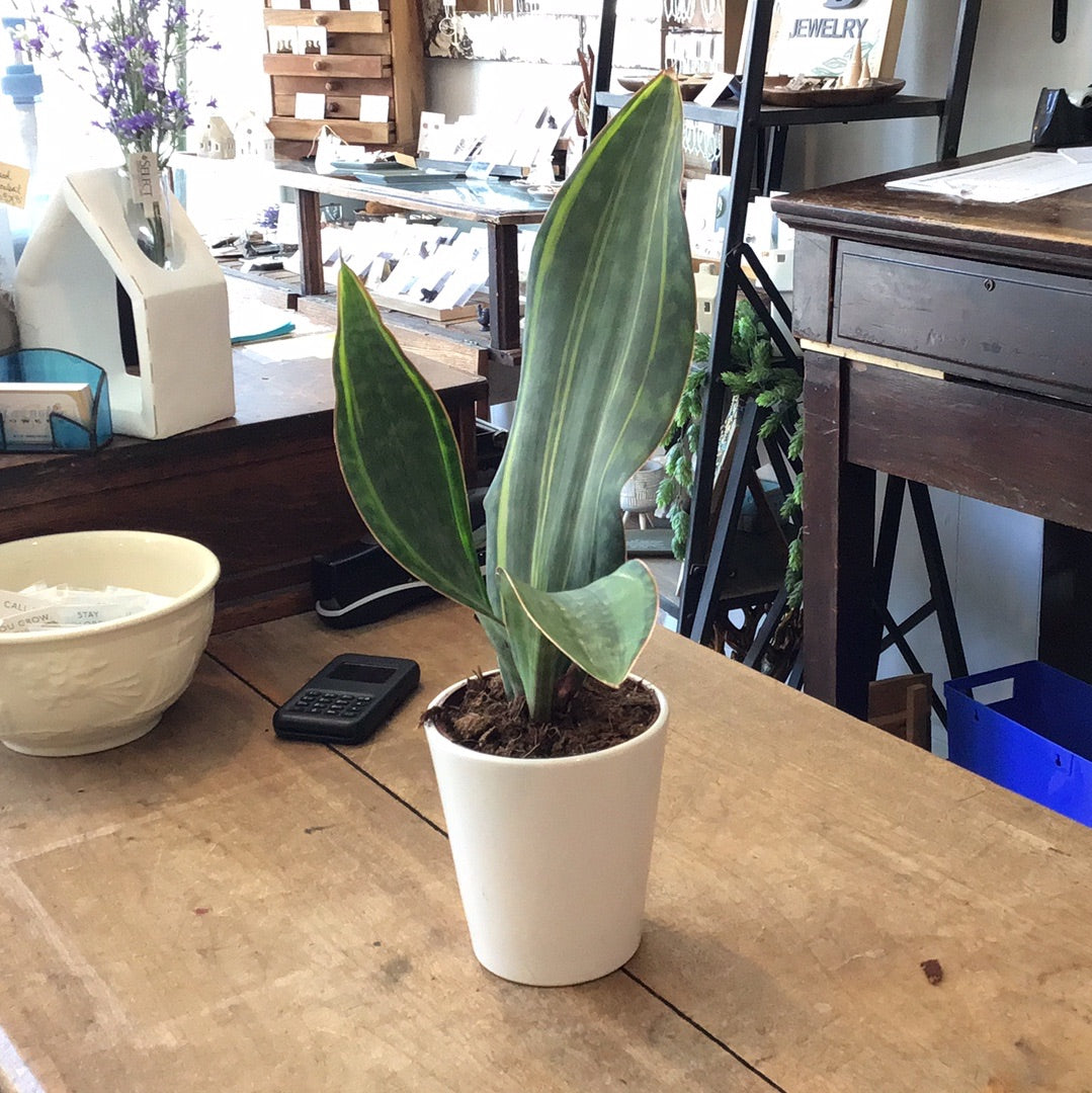 Whale fin Sanseveria 5’’