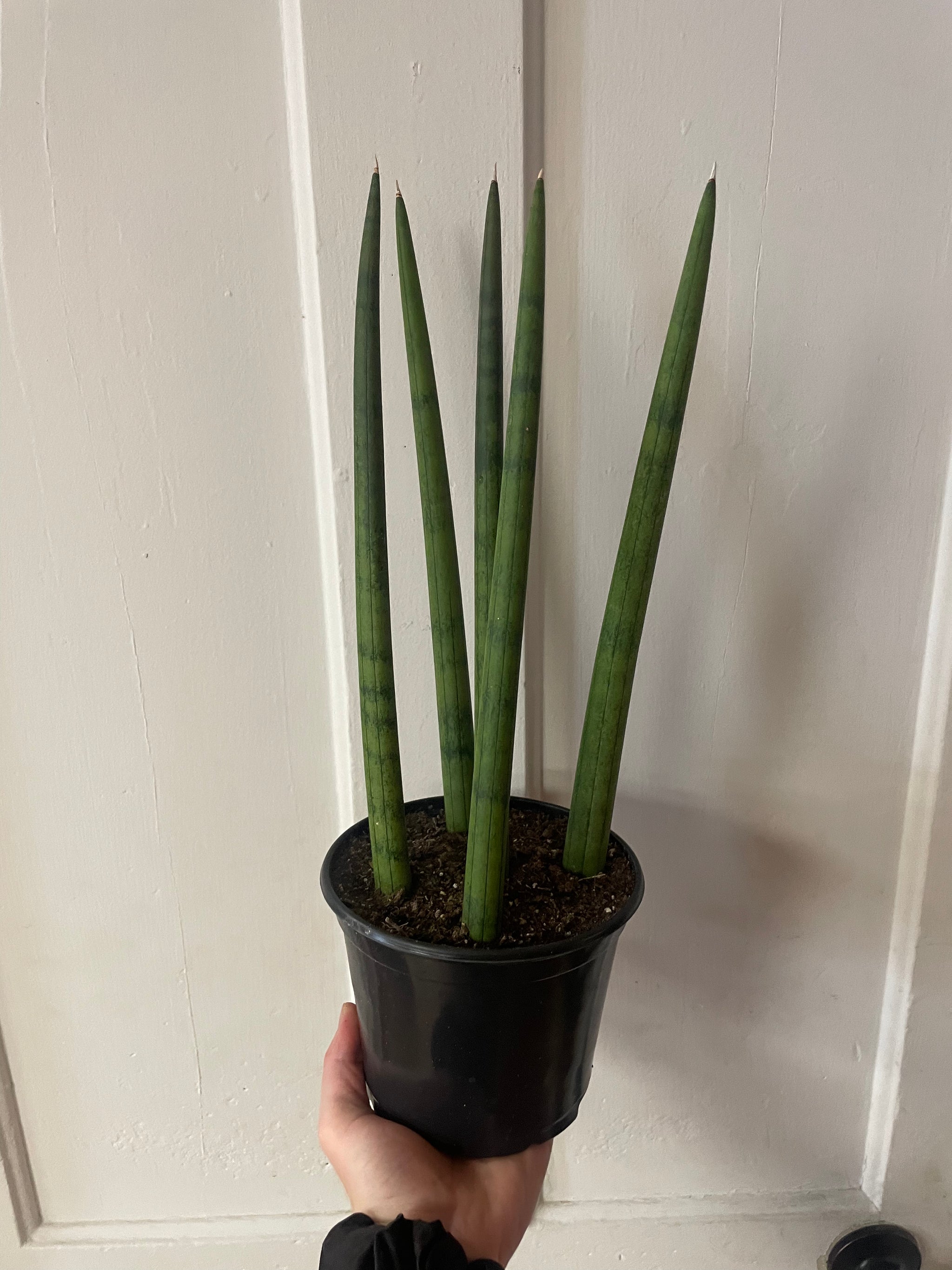 6” Sanseveria Dragon Fingers