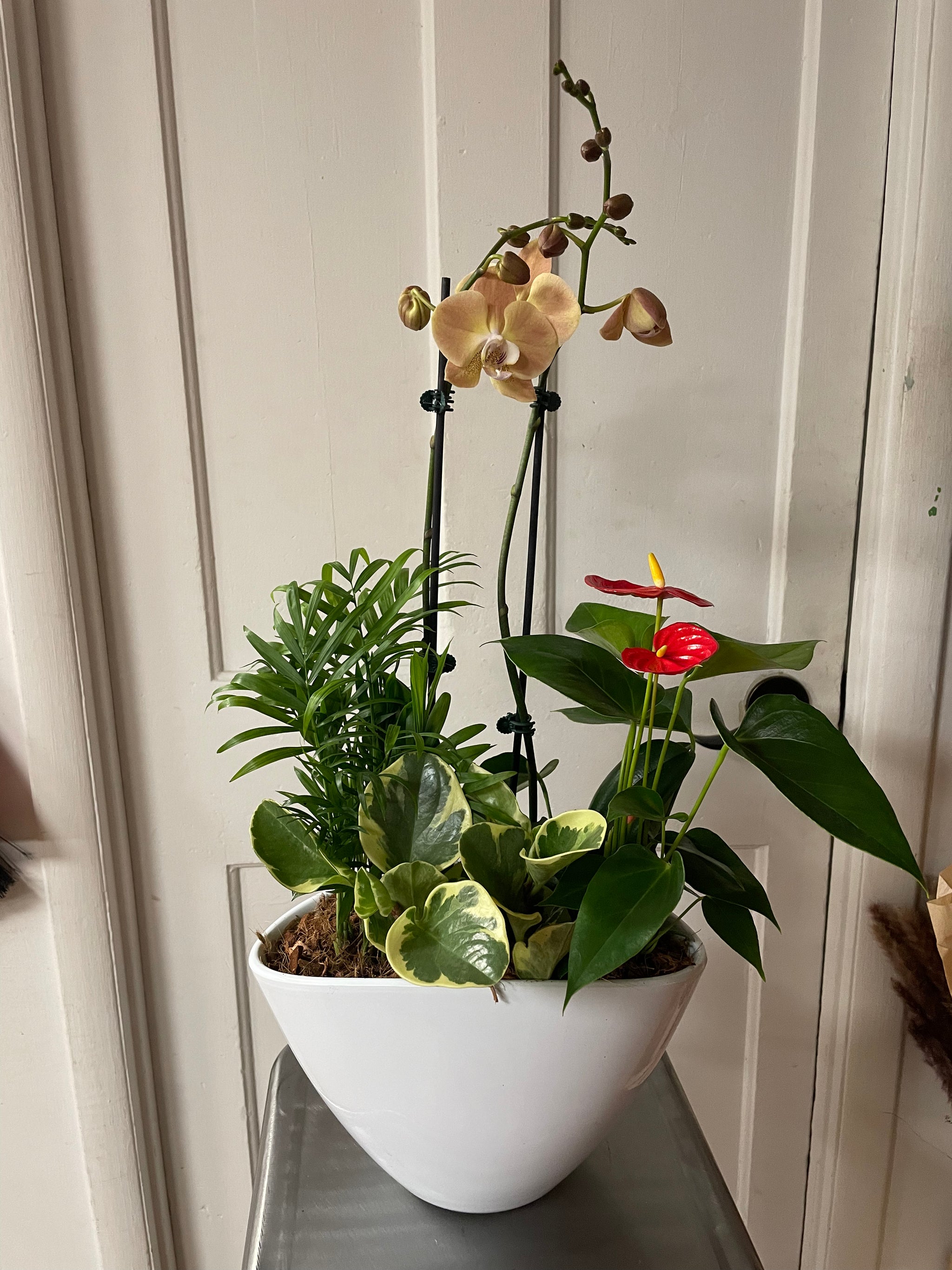 Marilyn Orchid Planter