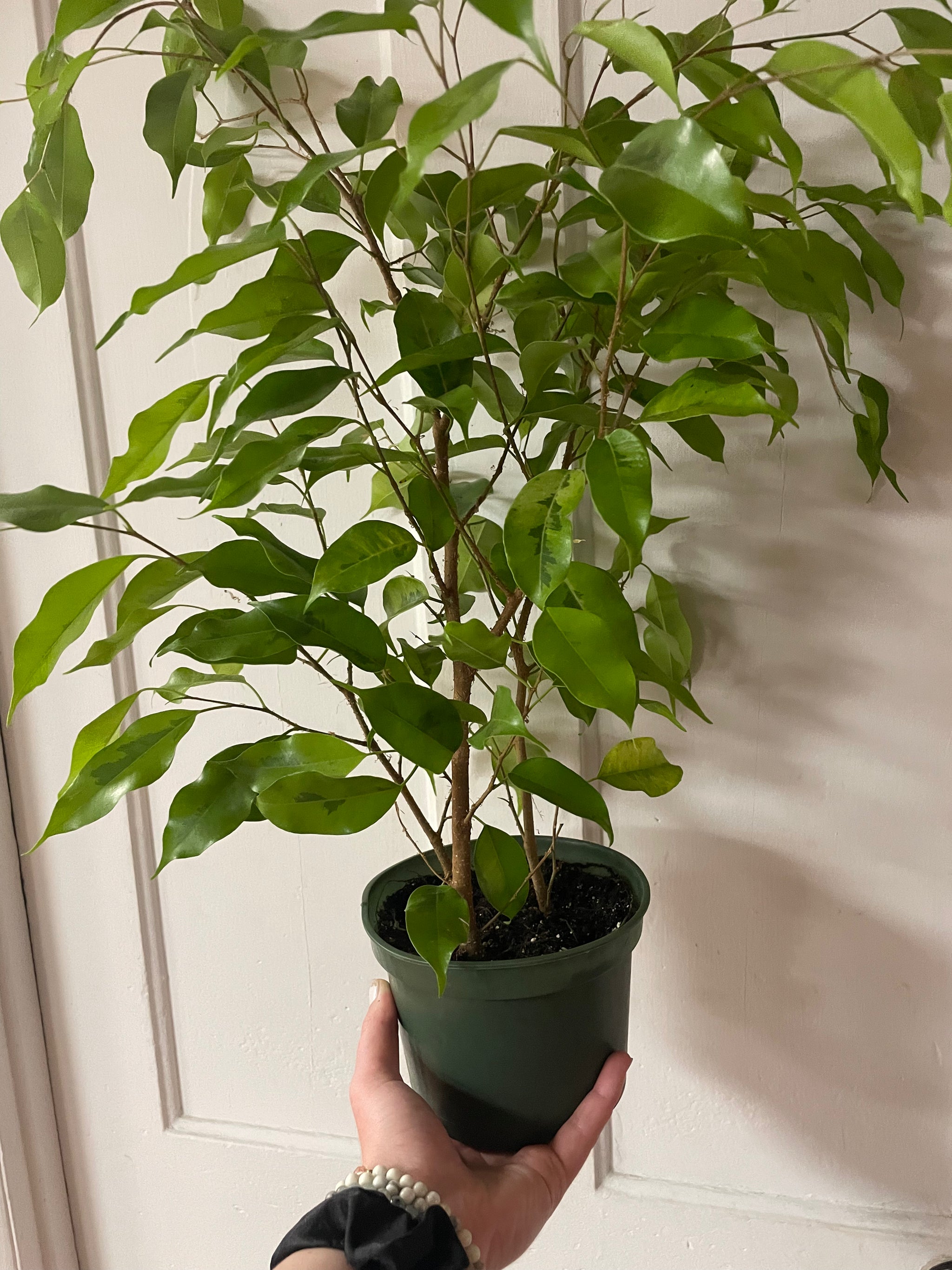Ficus Benjamina