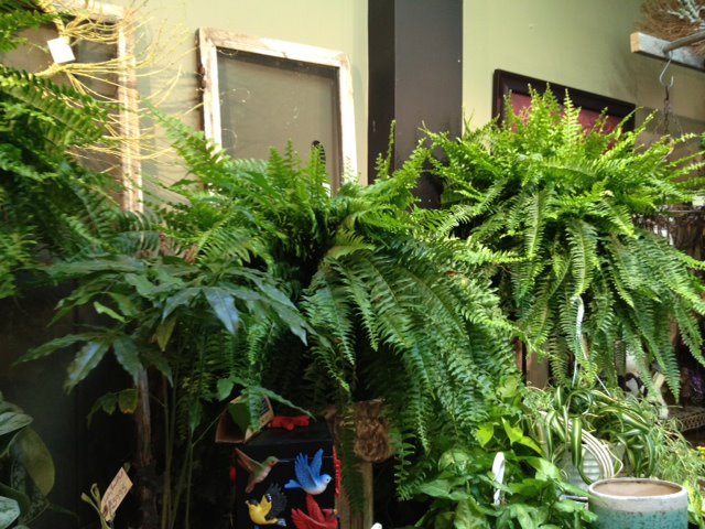 Boston Fern