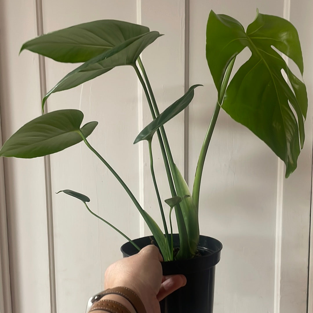 Split Leaf Monstera (6” pot)