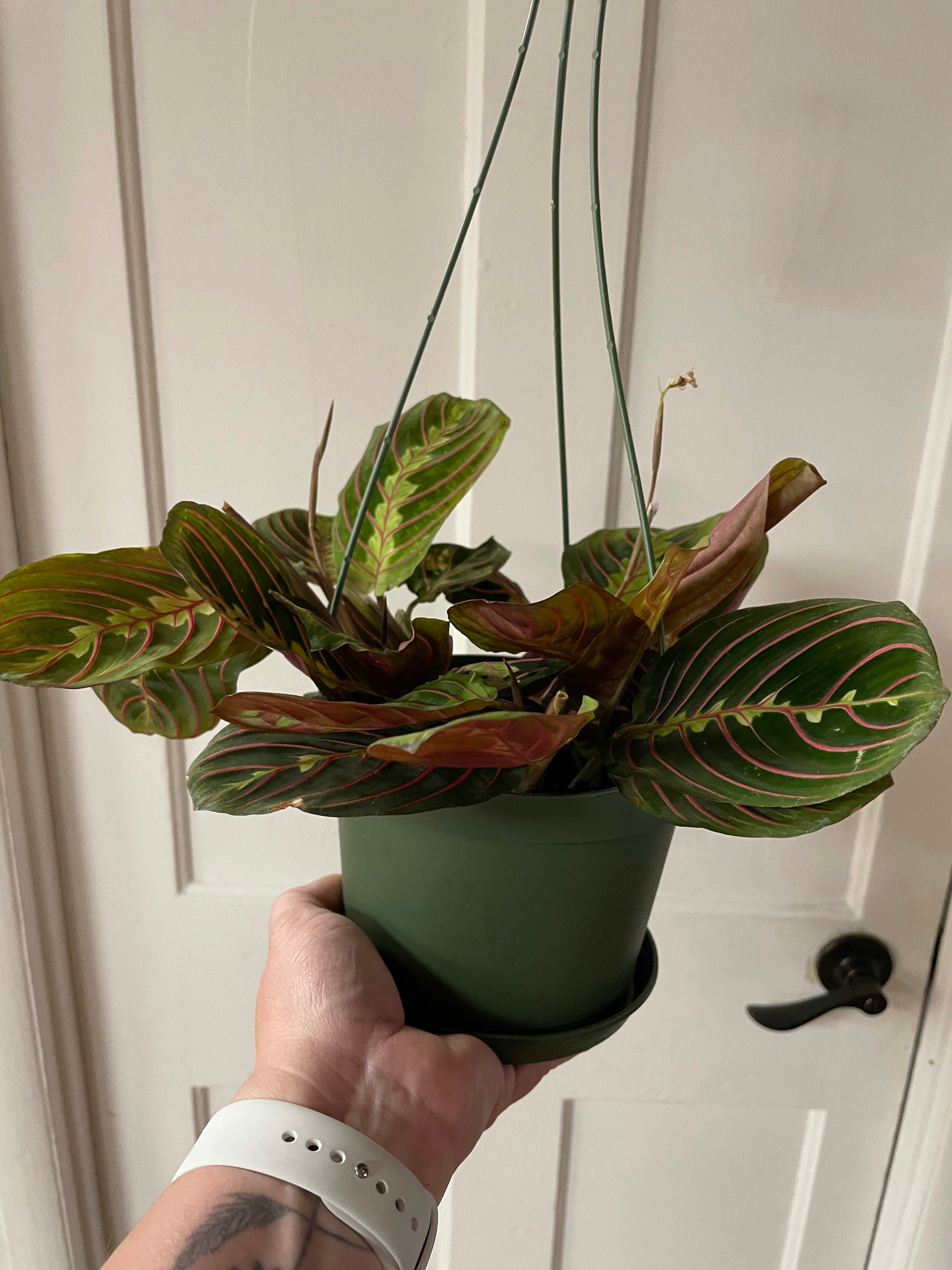 Tropical Plant Hanging Basket - Various