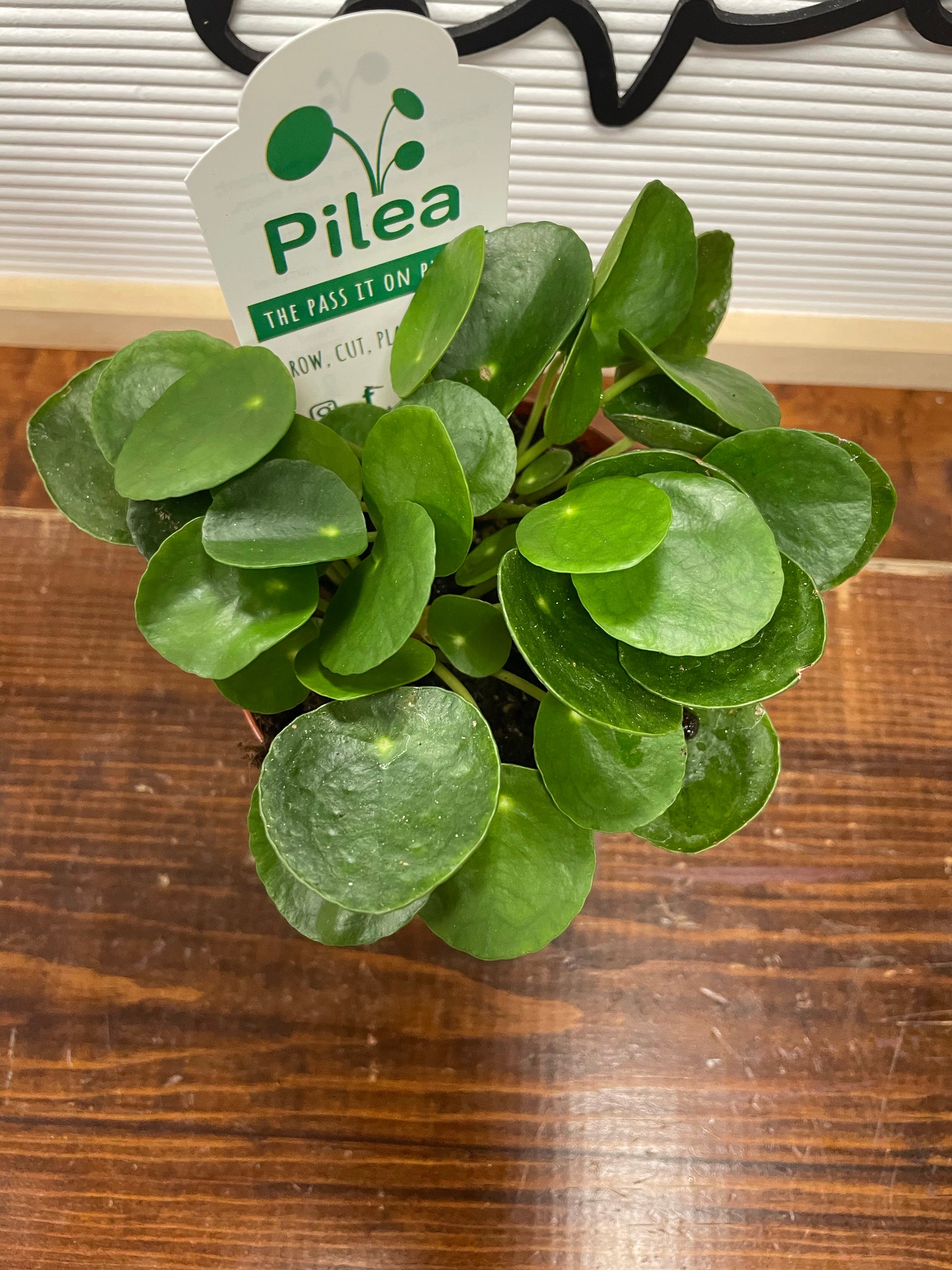 Pilea Peperomioides