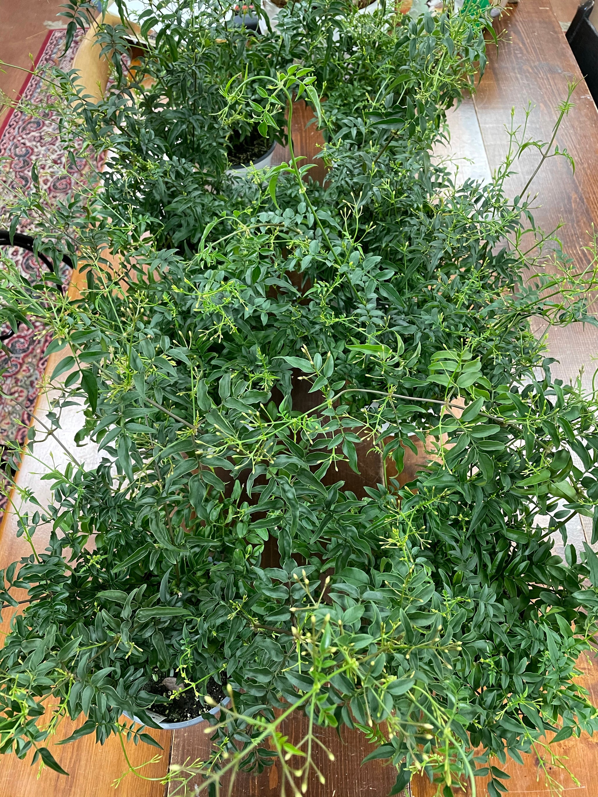 Jasmine Plant