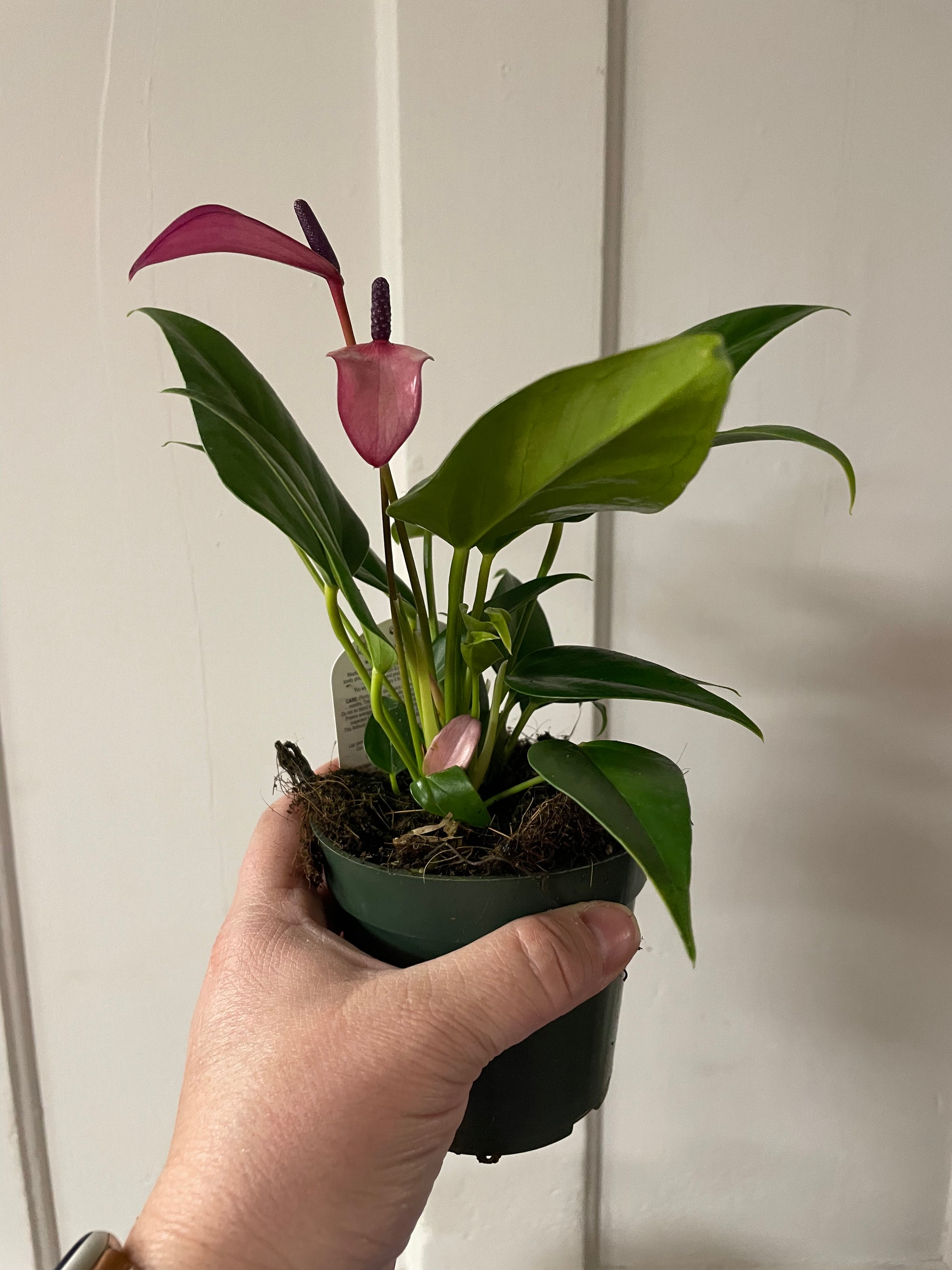 Anthurium 4’’ plant