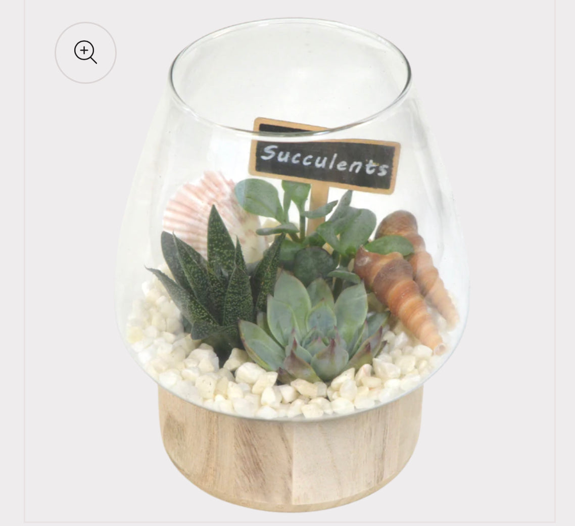 Wooden Base Succulent Terrarium