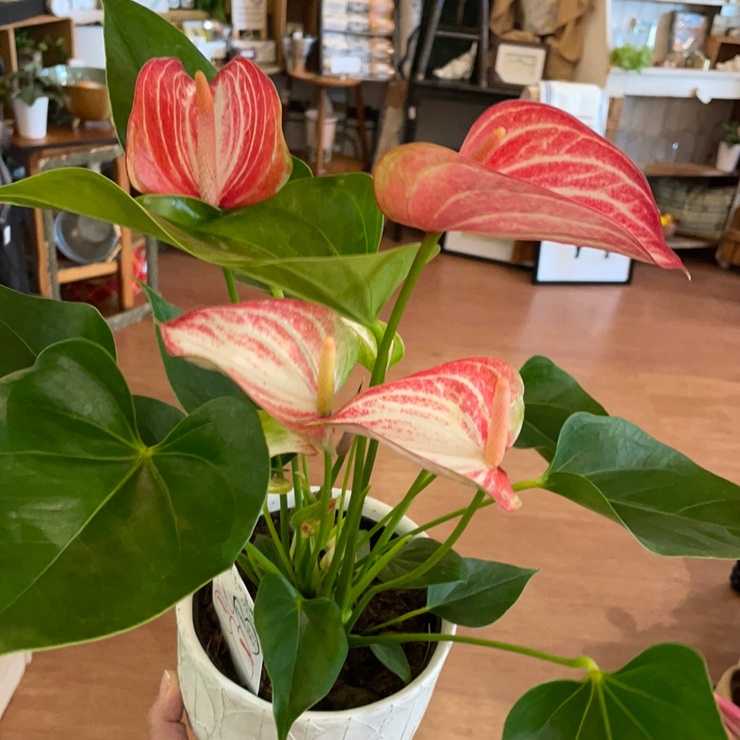 Anthurium 5” plant