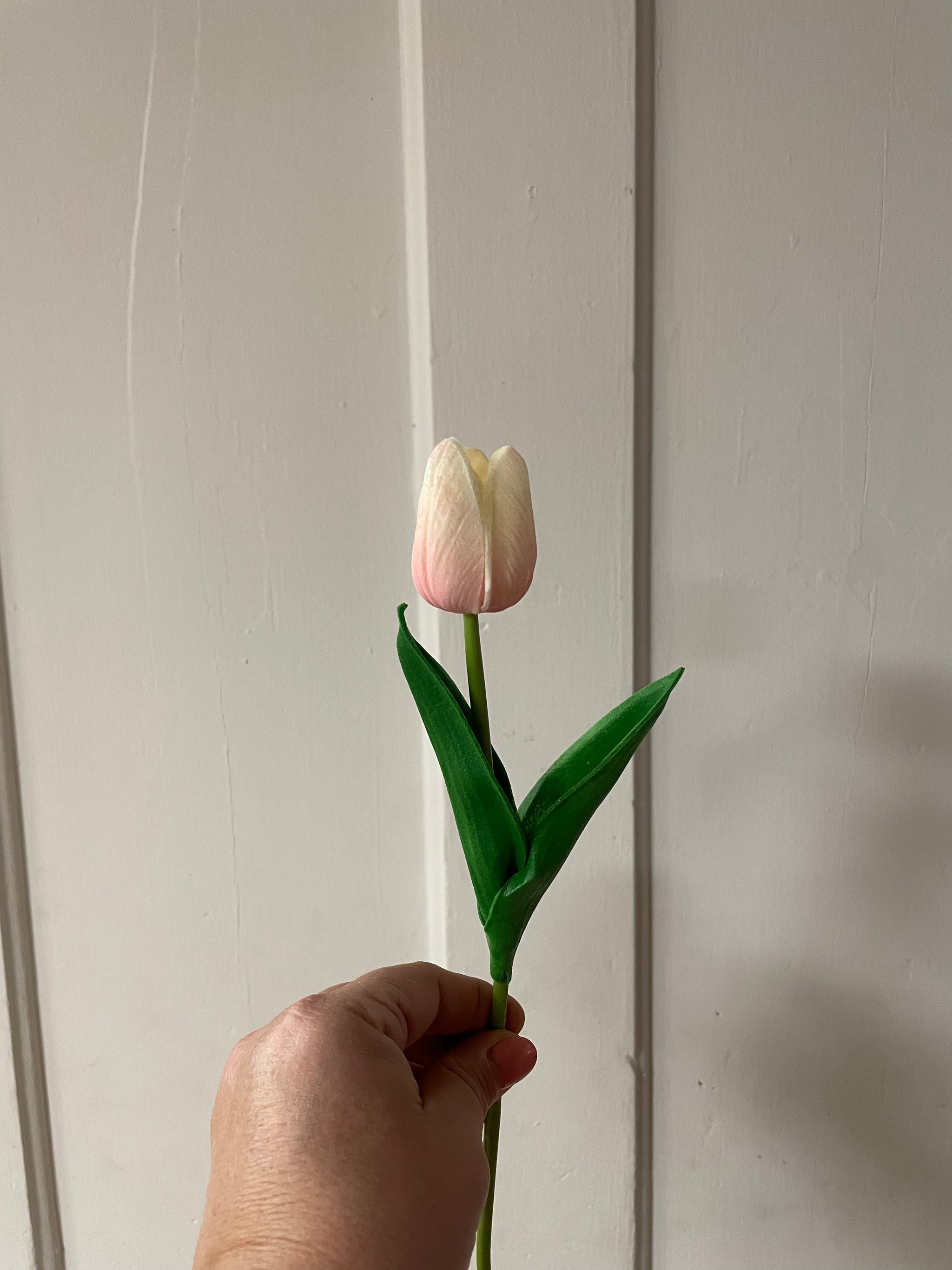 Everlasting Tulips