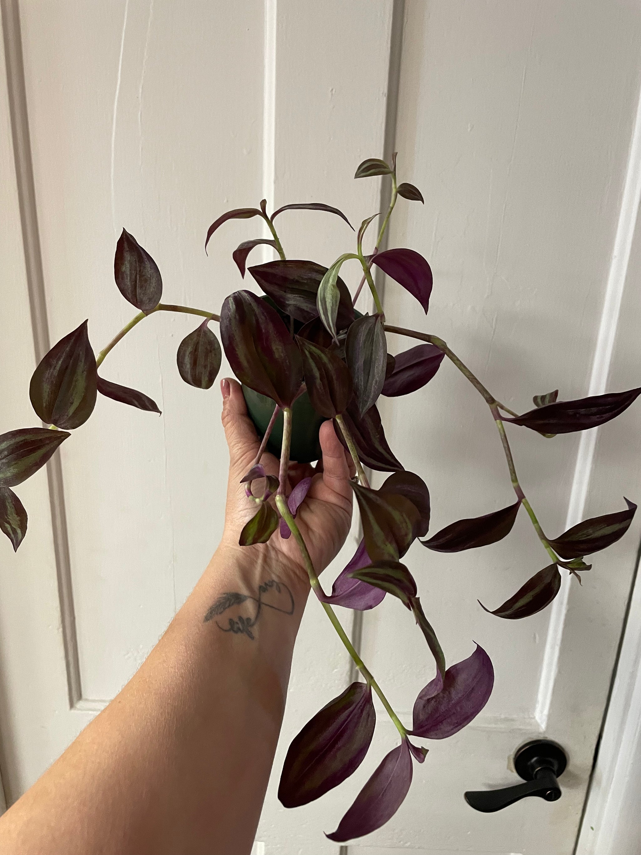 Tradescantia