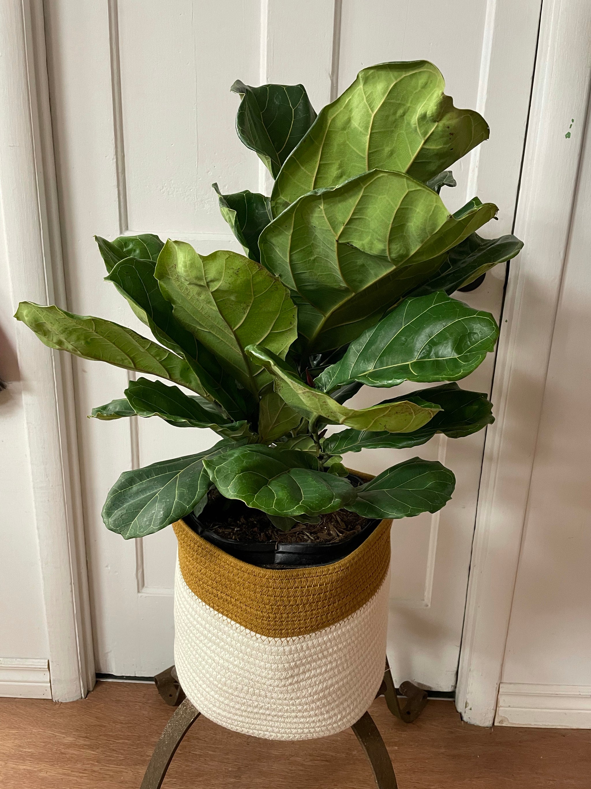 Fiddle Leaf Fig - Bush