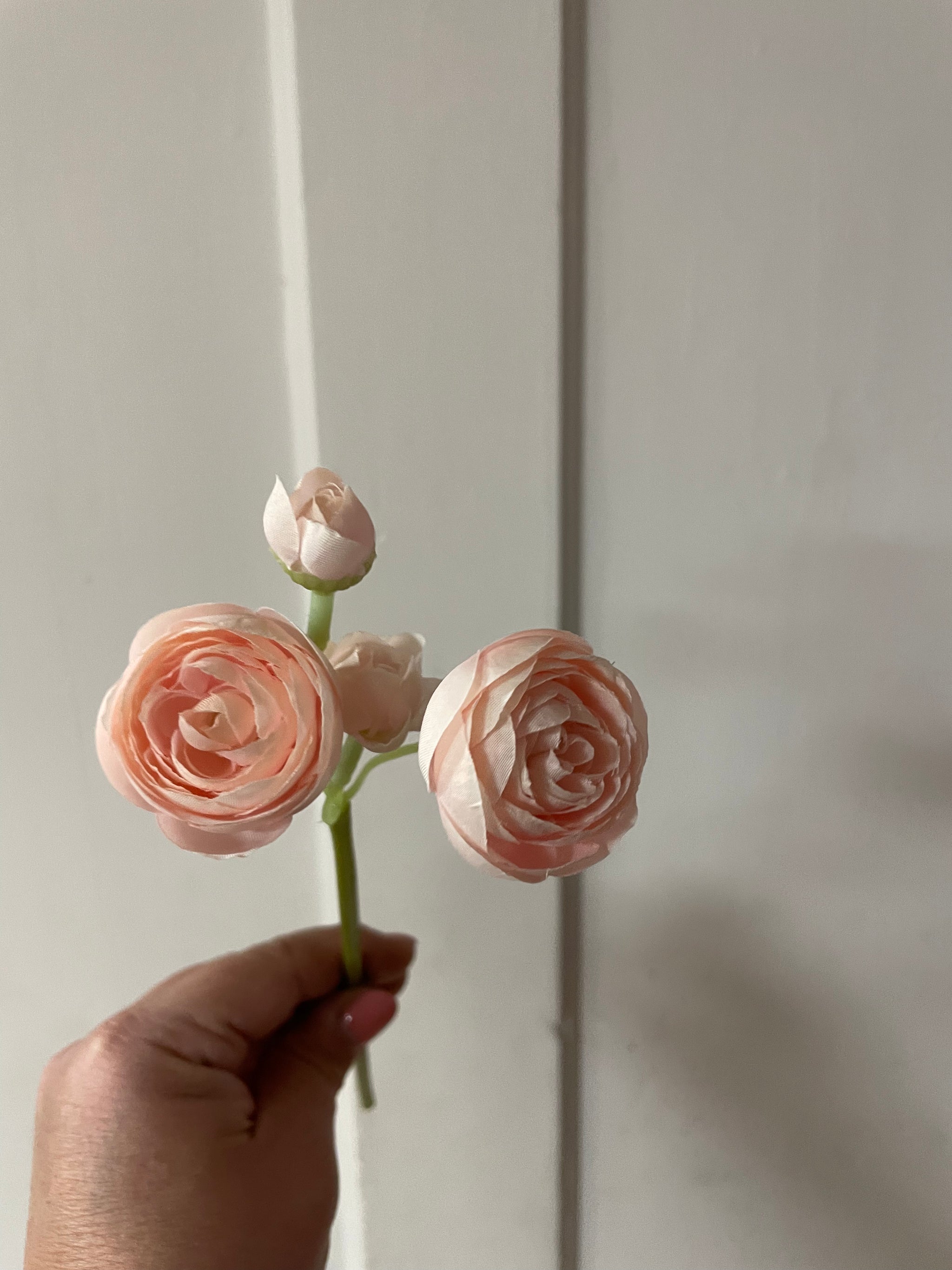 Everlasting Ranunculus
