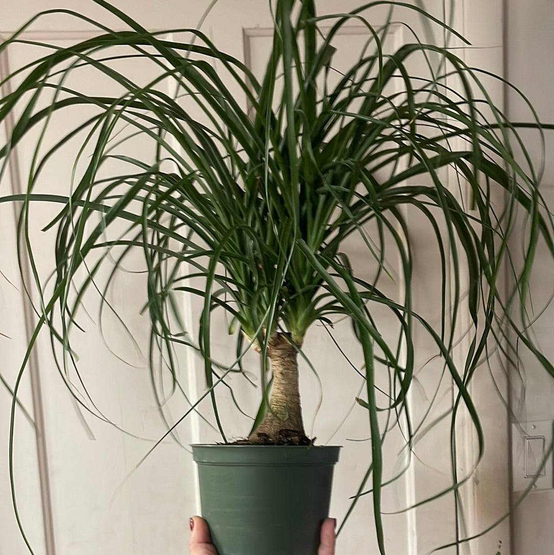 Ponytail Palm 6” pot